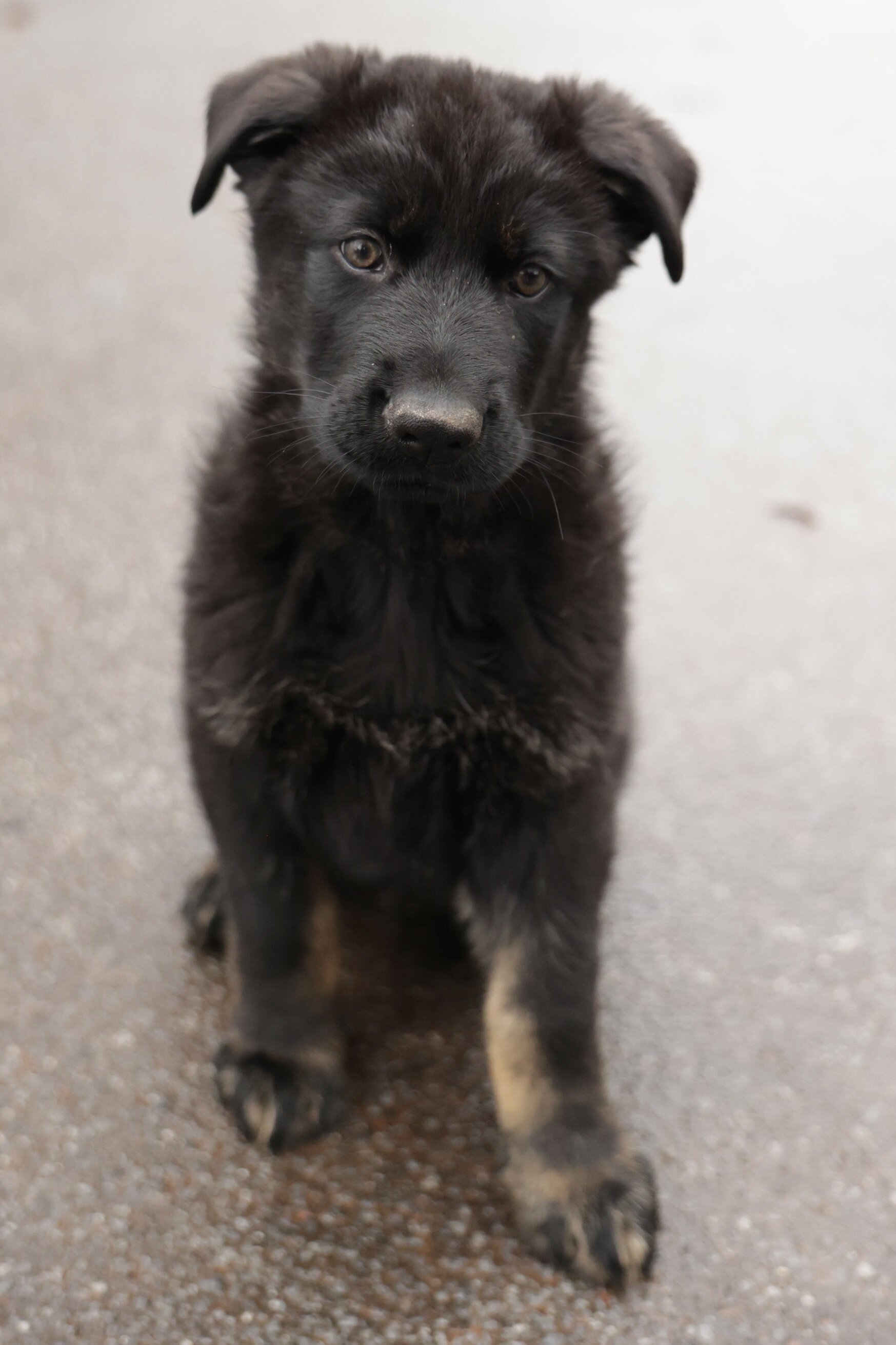 German Shepherd puppy image 1