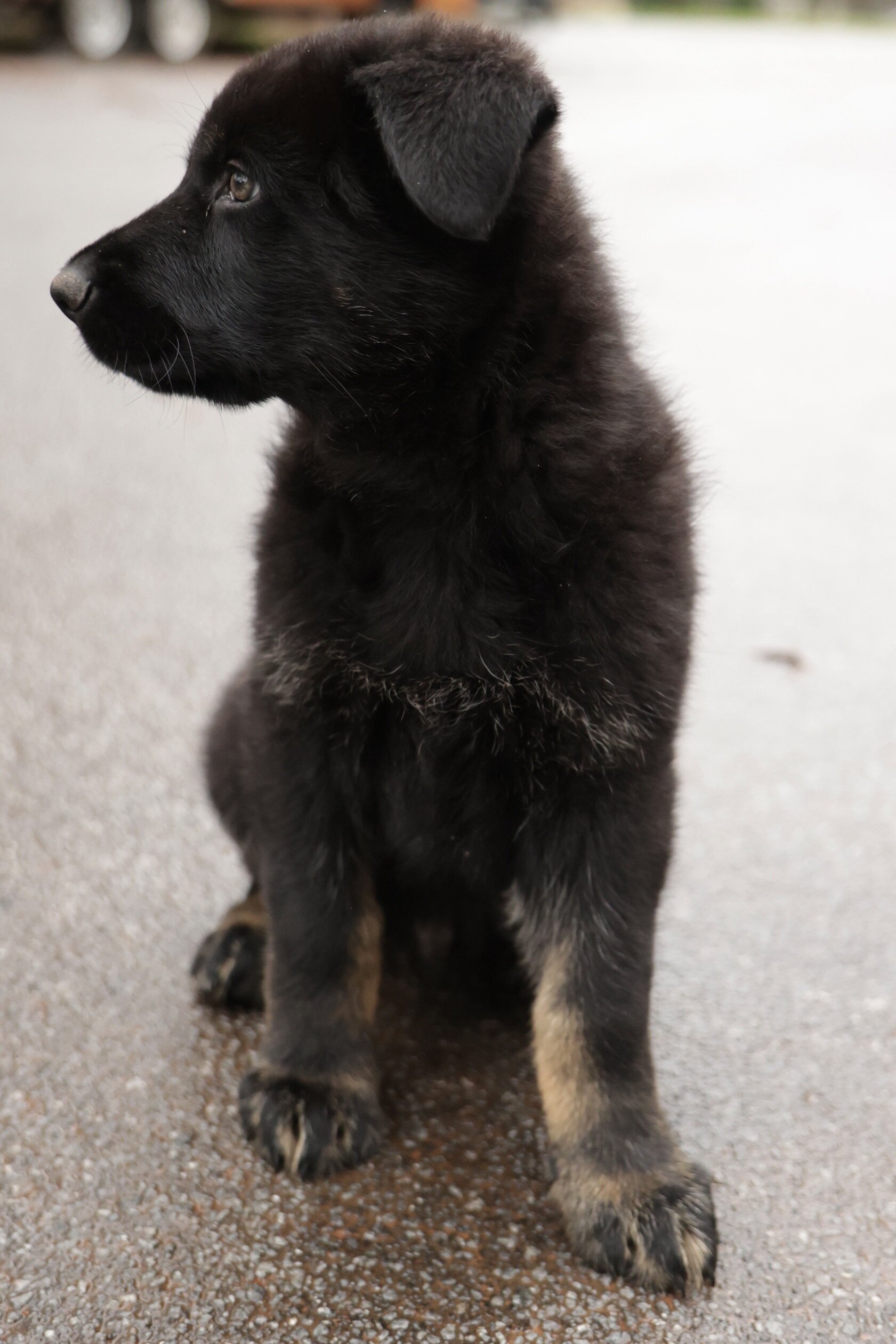 German Shepherd puppy image 2