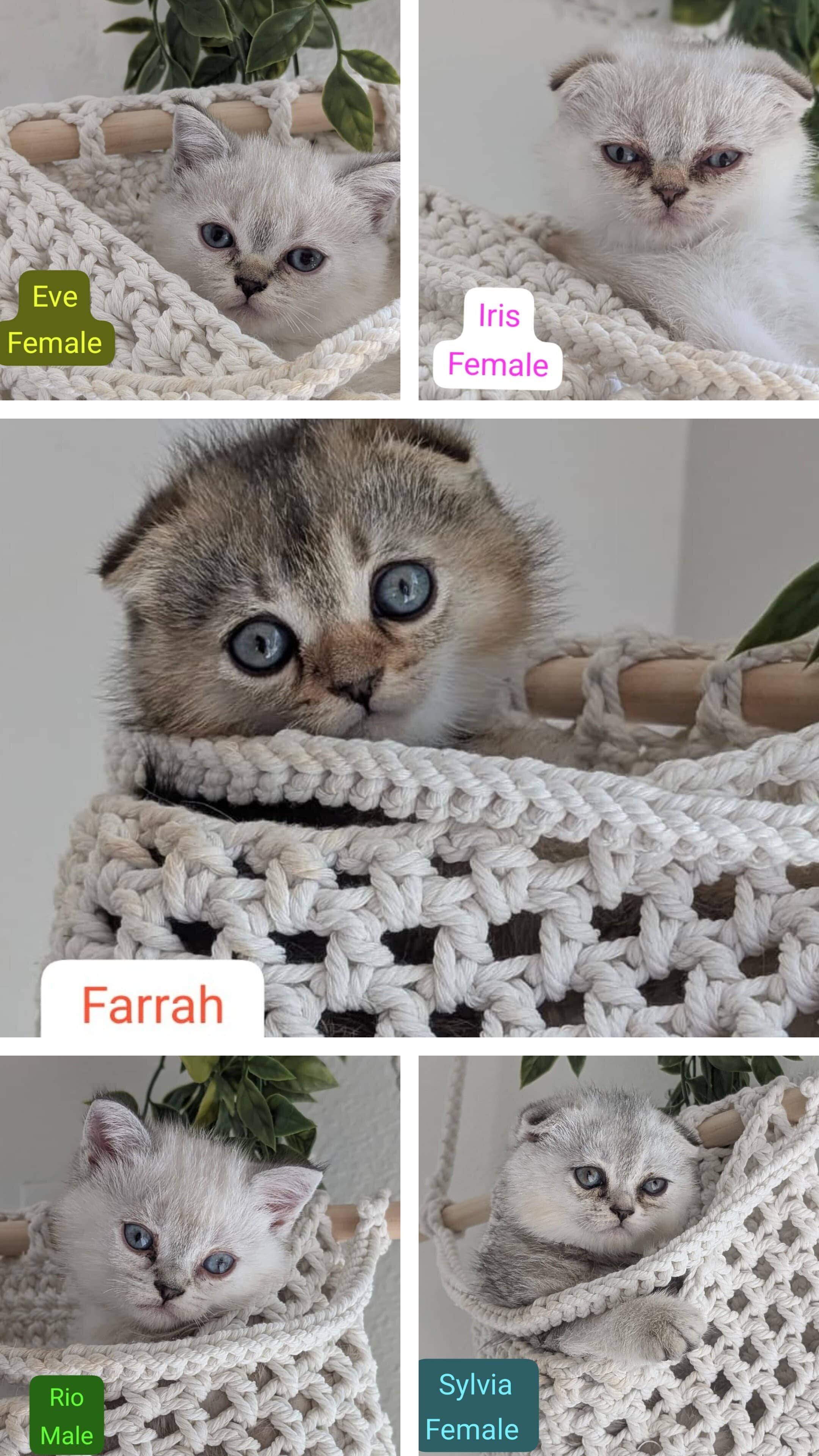 Scottish Fold/Straight Kittens image 1