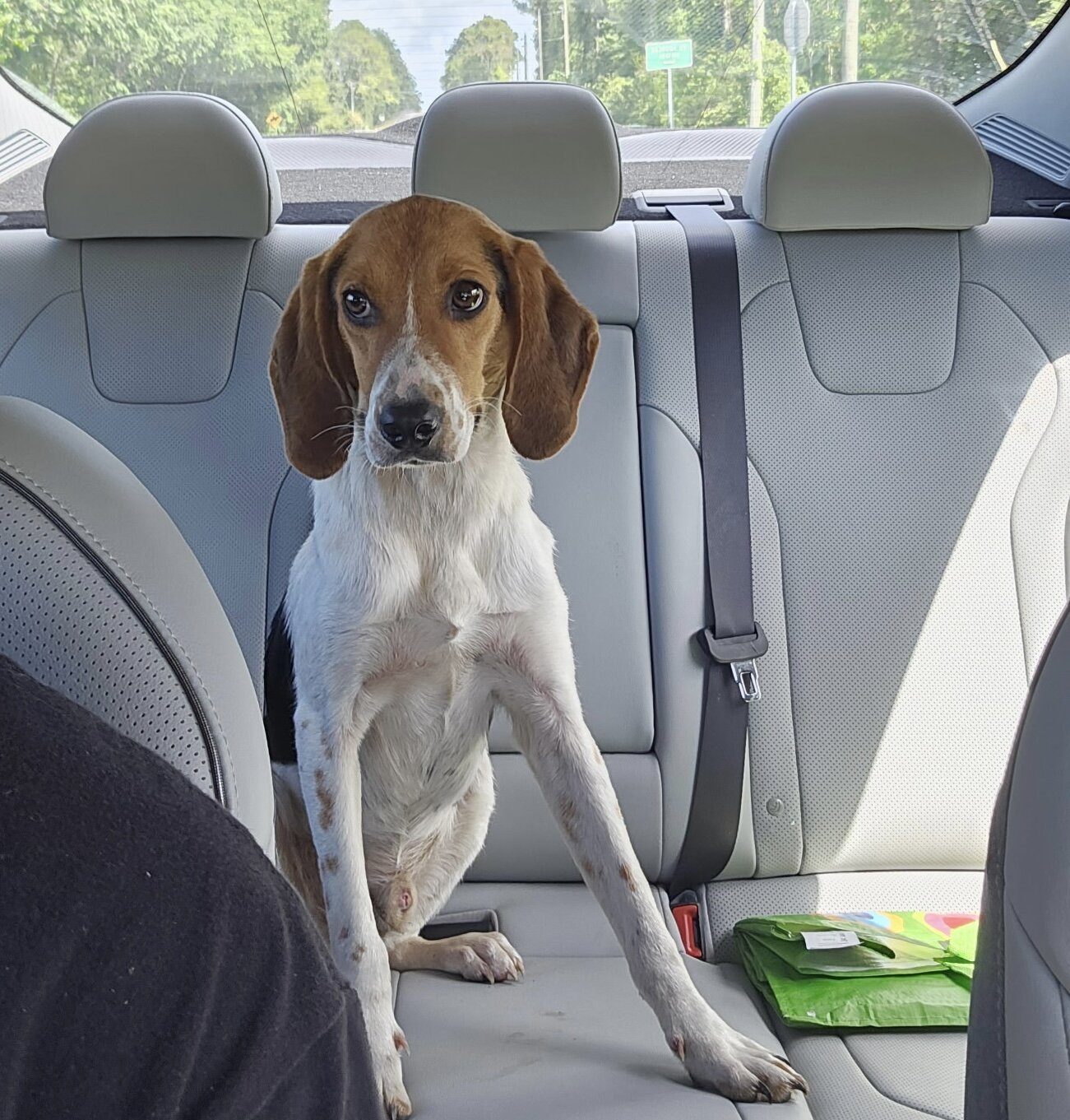 Beagle image 1