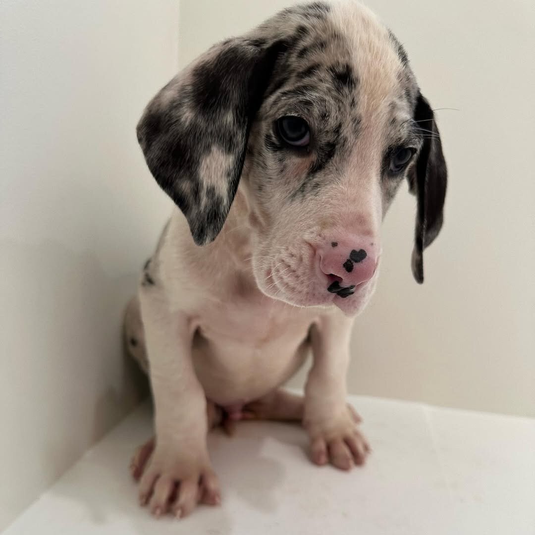 Healthy AKC Great Dane Puppies for Sale image 2