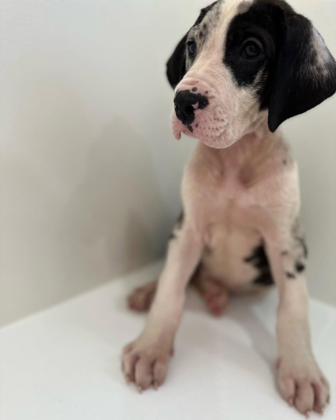 Healthy AKC Great Dane Puppies for Sale image 5