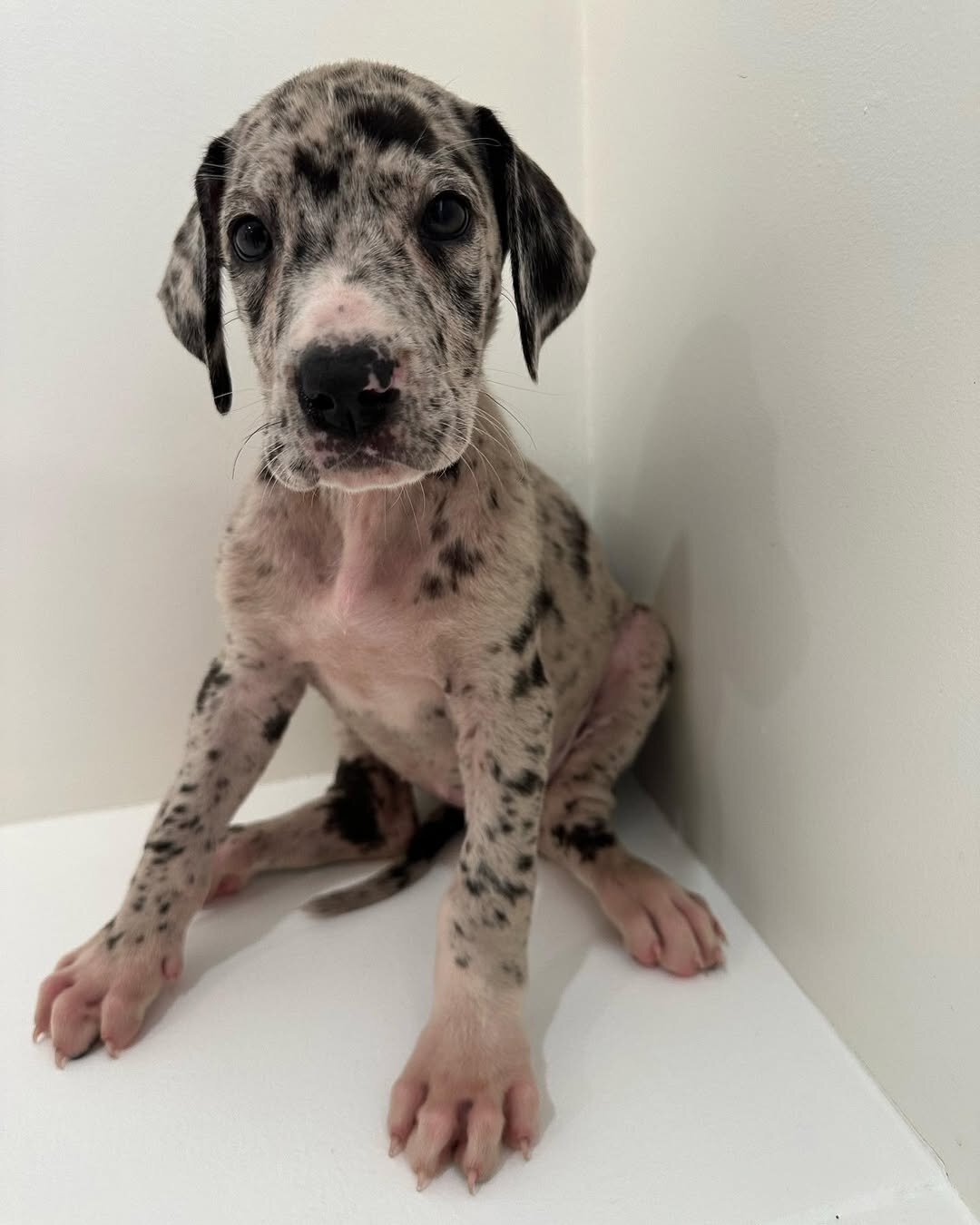 Healthy AKC Great Dane Puppies for Sale image 4