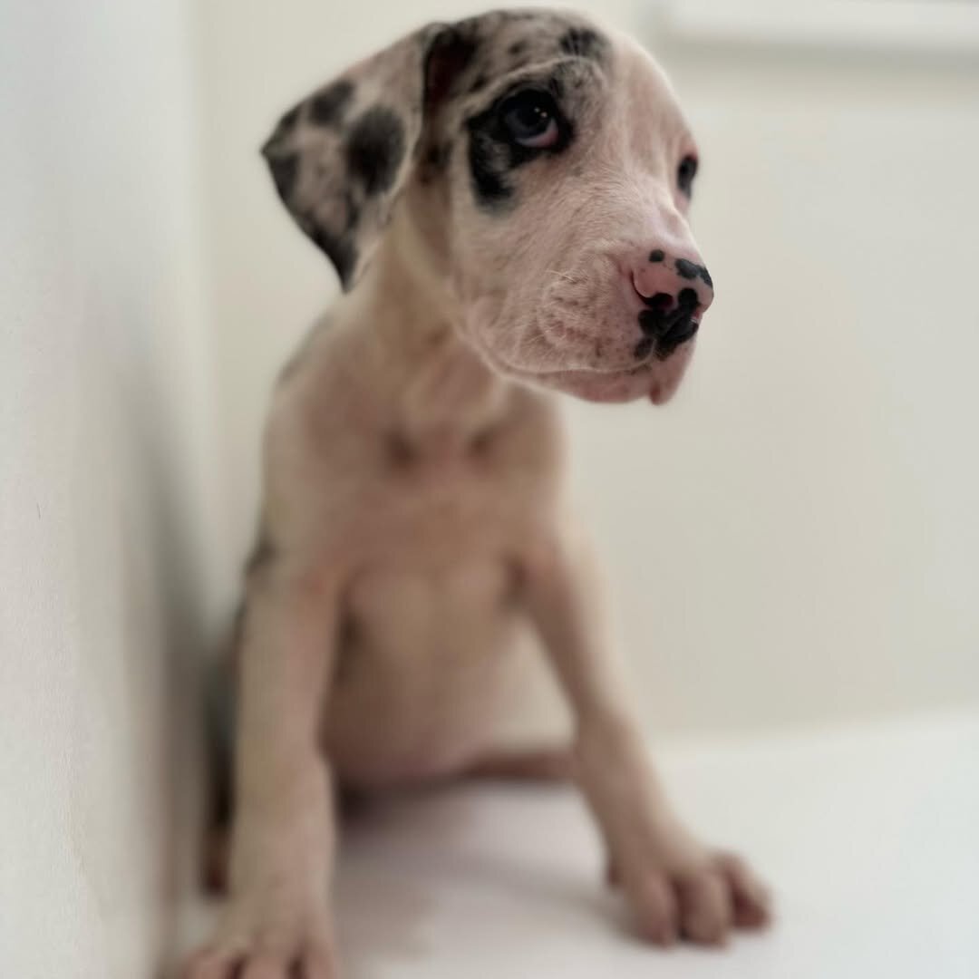Healthy AKC Great Dane Puppies for Sale image 6