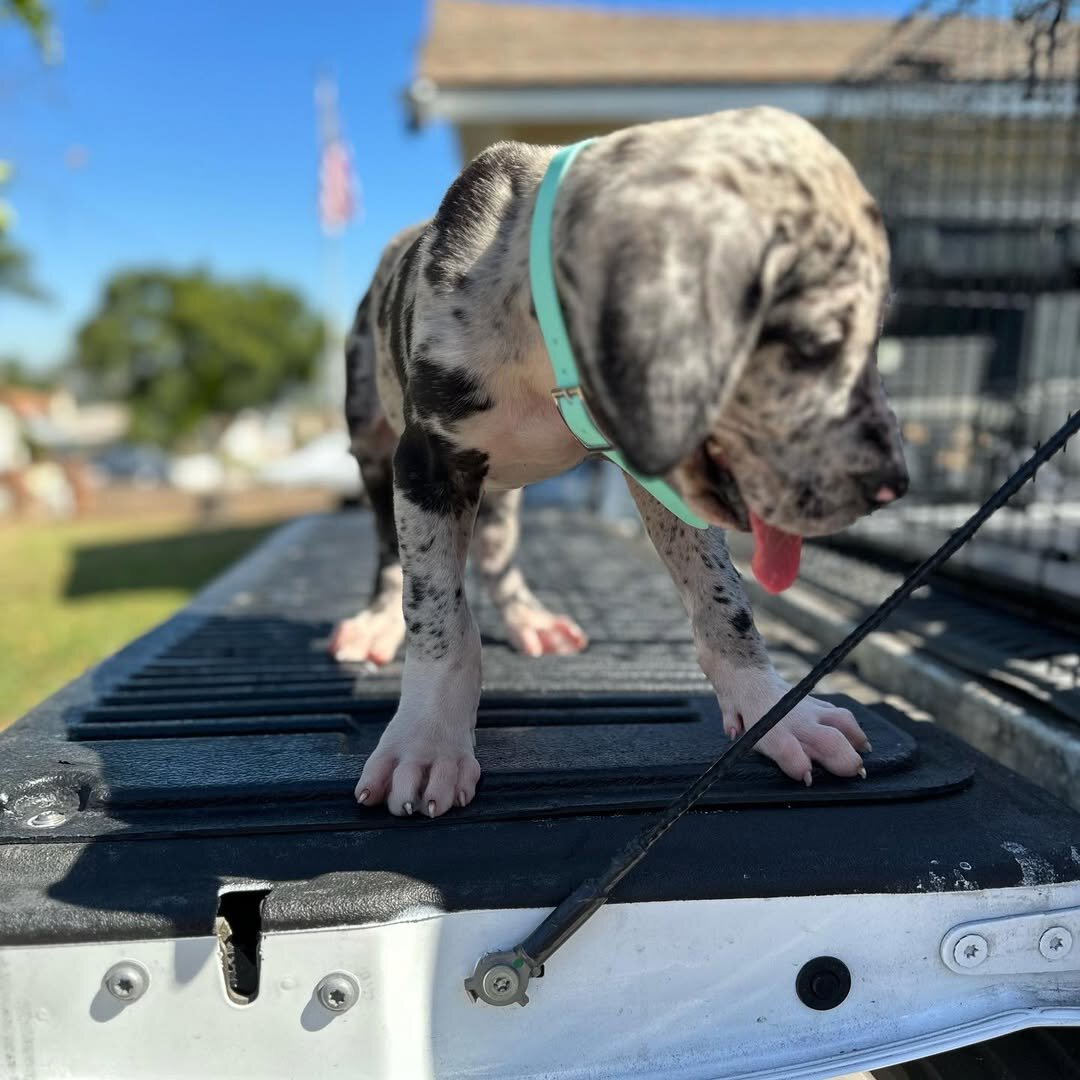 Healthy AKC Great Dane Puppies for Sale image 7