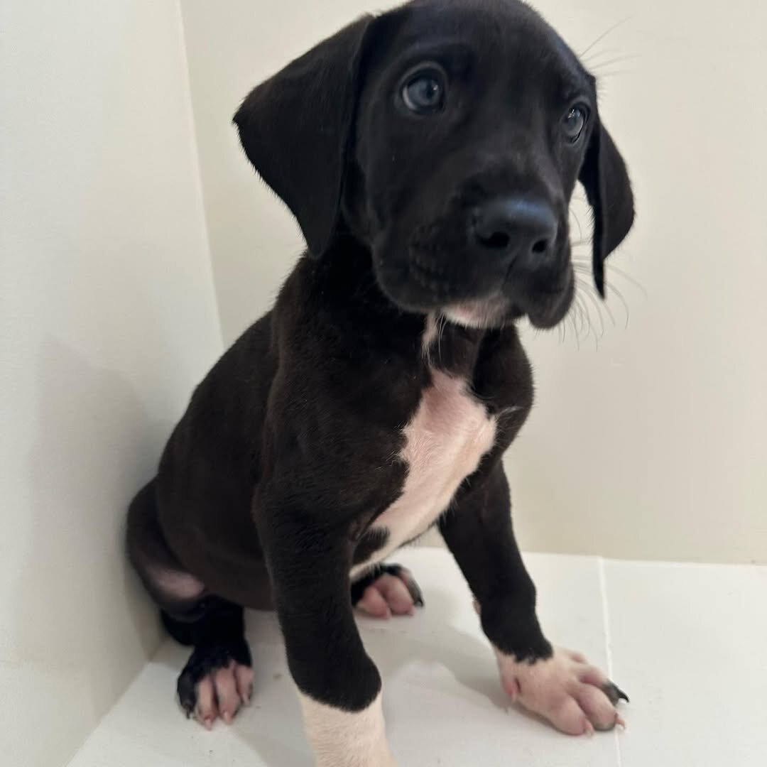 Healthy AKC Great Dane Puppies for Sale image 3