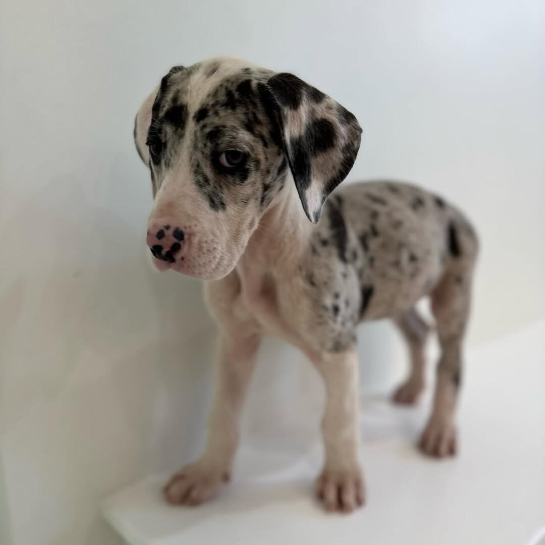 Healthy AKC Great Dane Puppies for Sale image 1