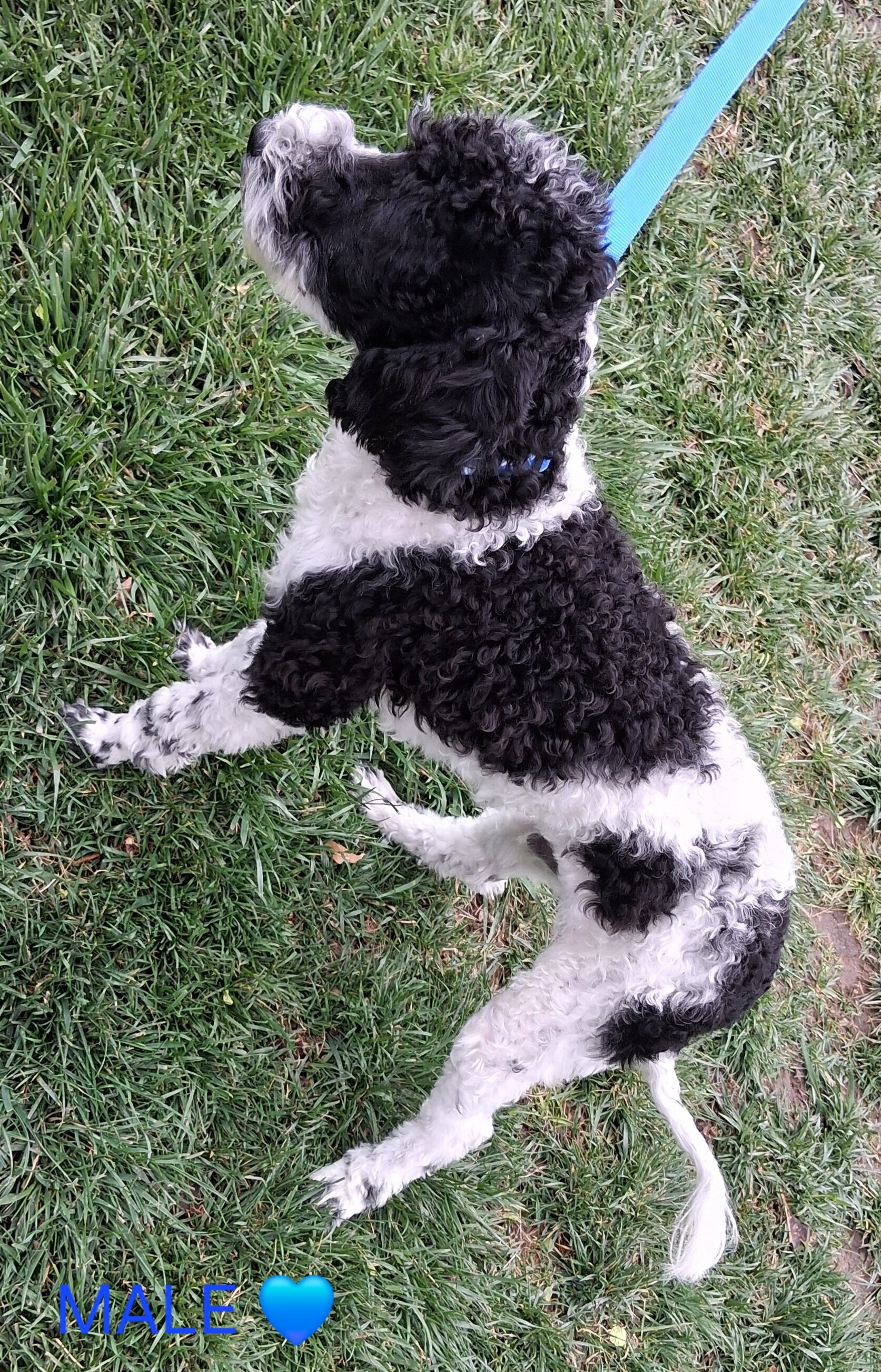 Purebred Moyen Poodles Male image 5