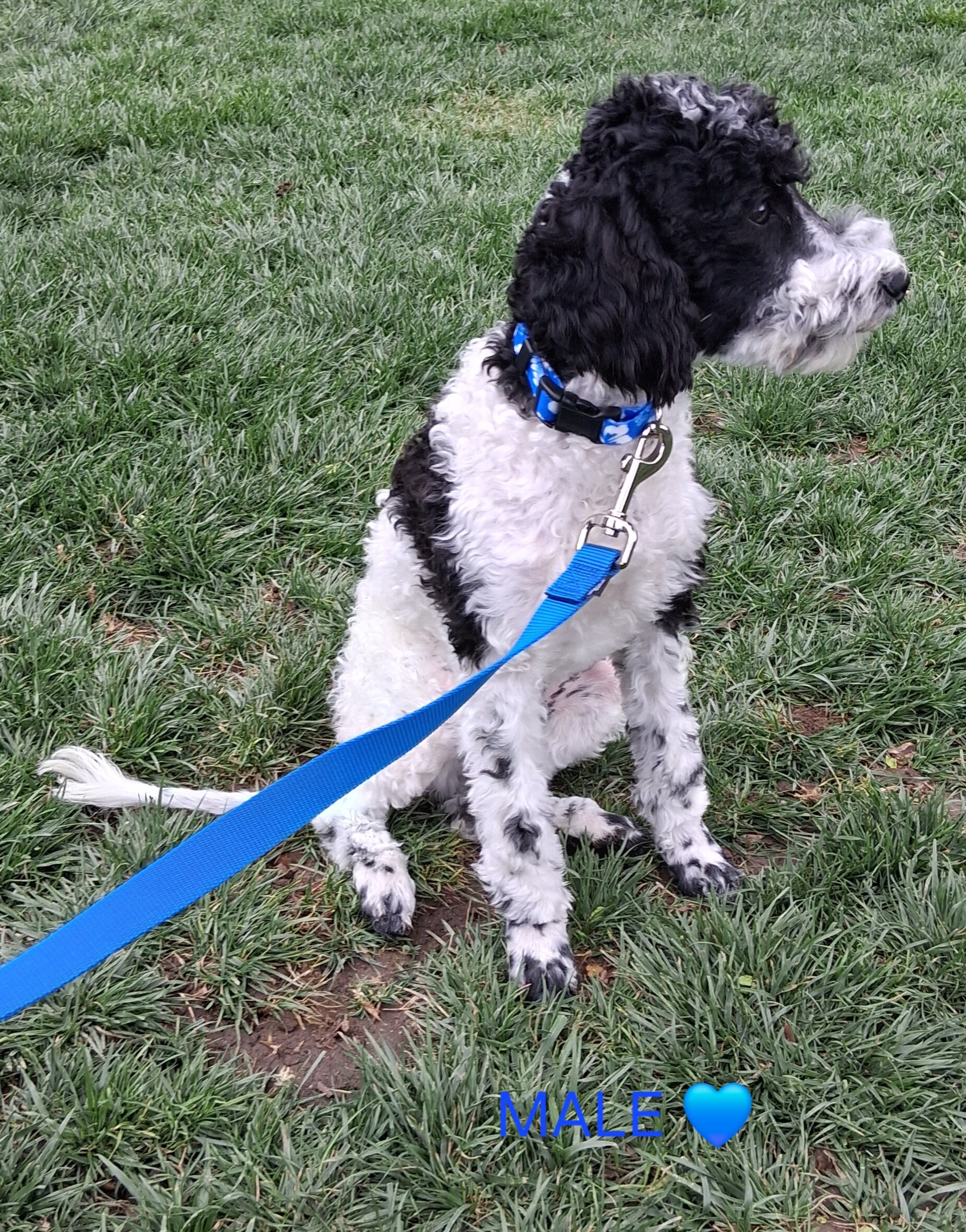 Purebred Moyen Poodles Male image 6