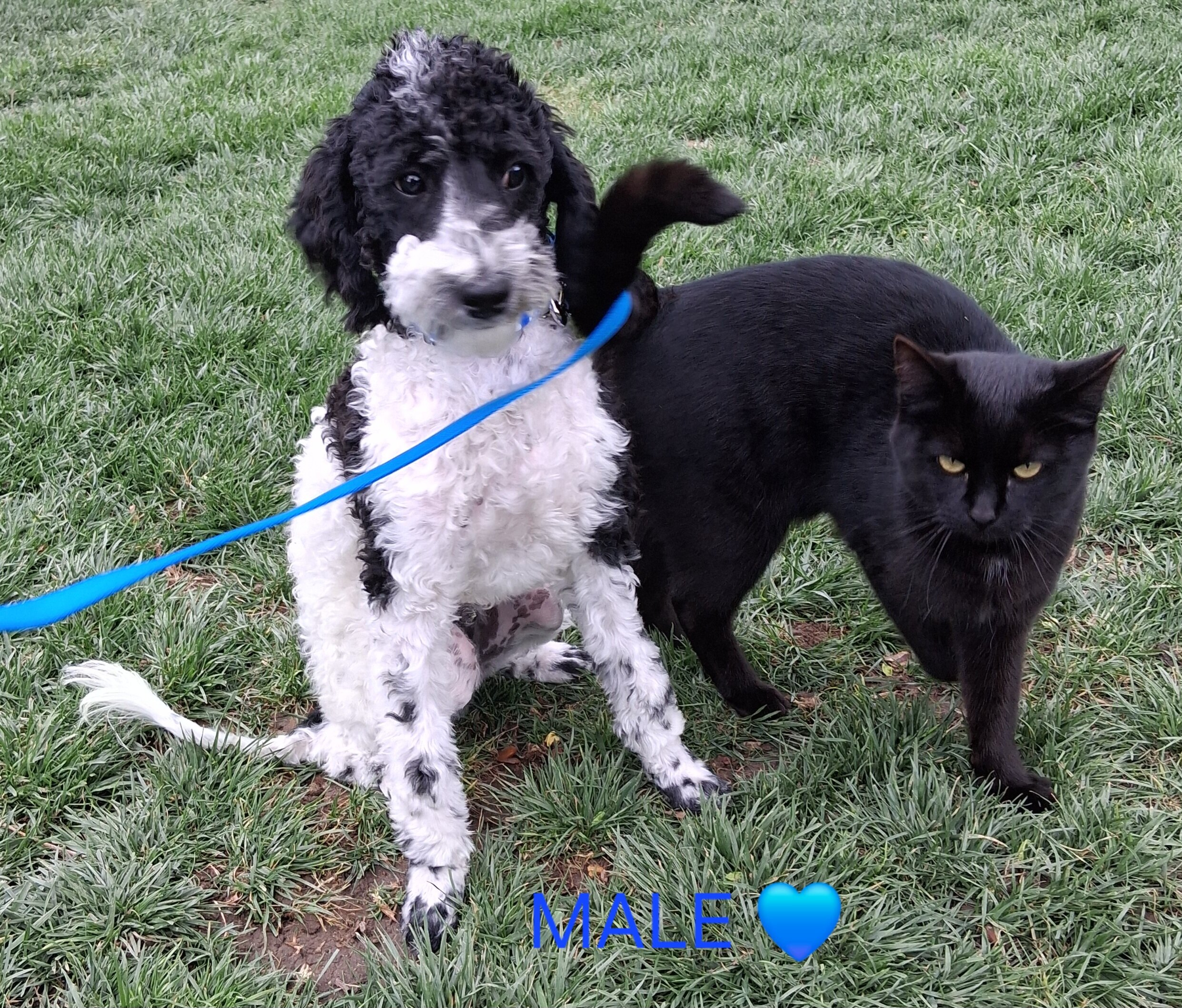 Purebred Moyen Poodles Male image 2
