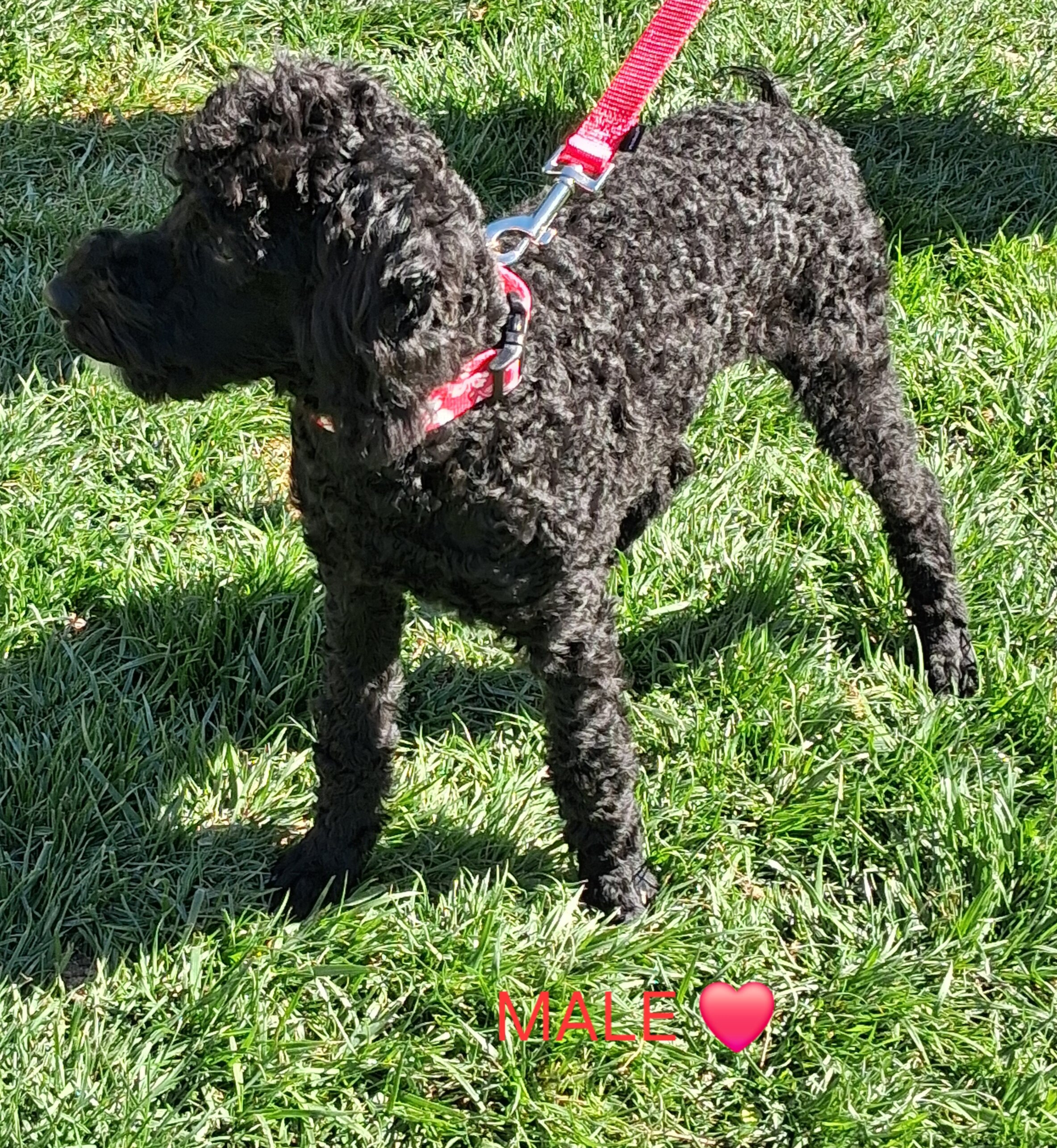Purebred Moyen Poodles Male image 1