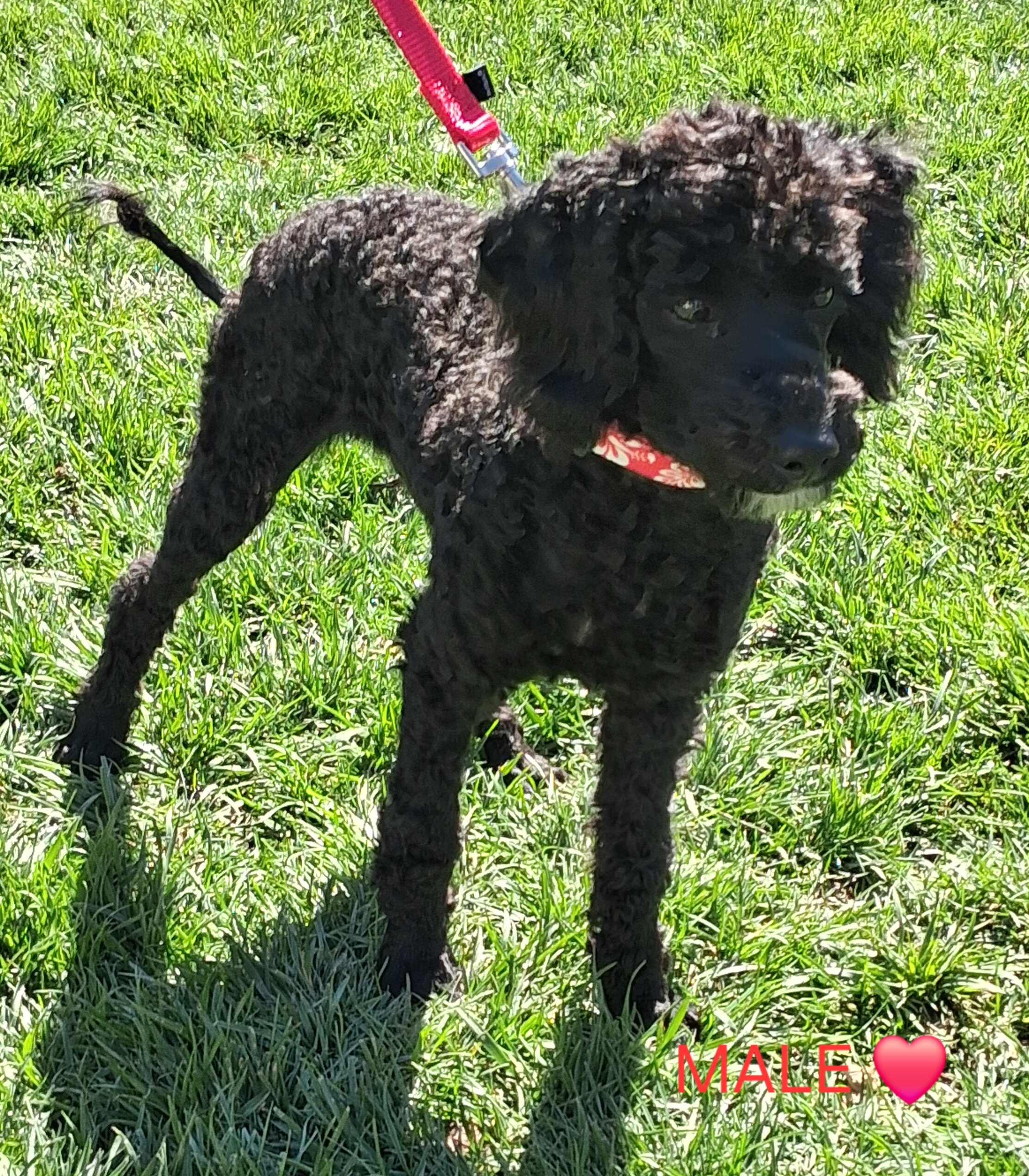Purebred Moyen Poodles Male image 4