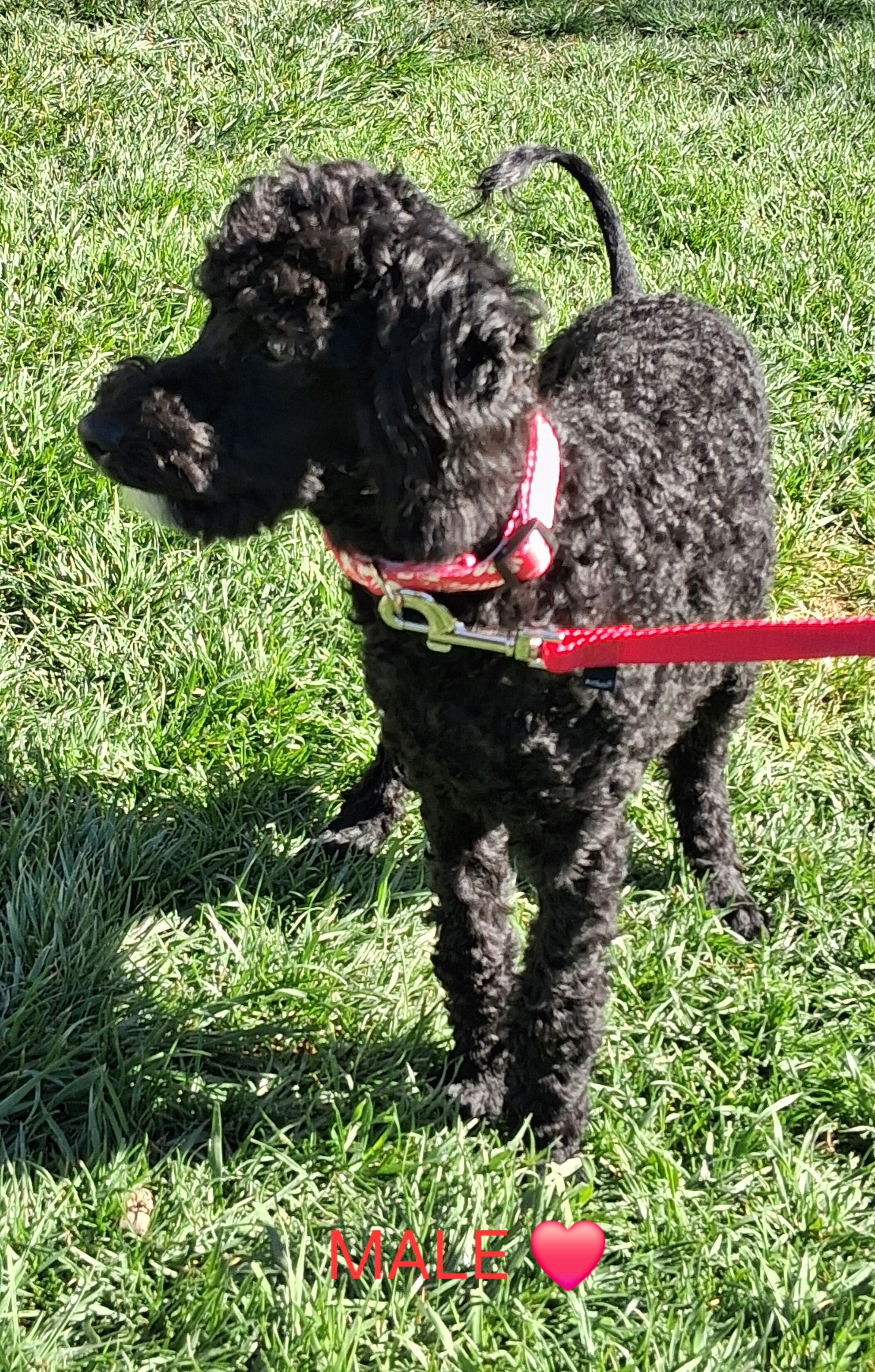 Purebred Moyen Poodles Male image 3