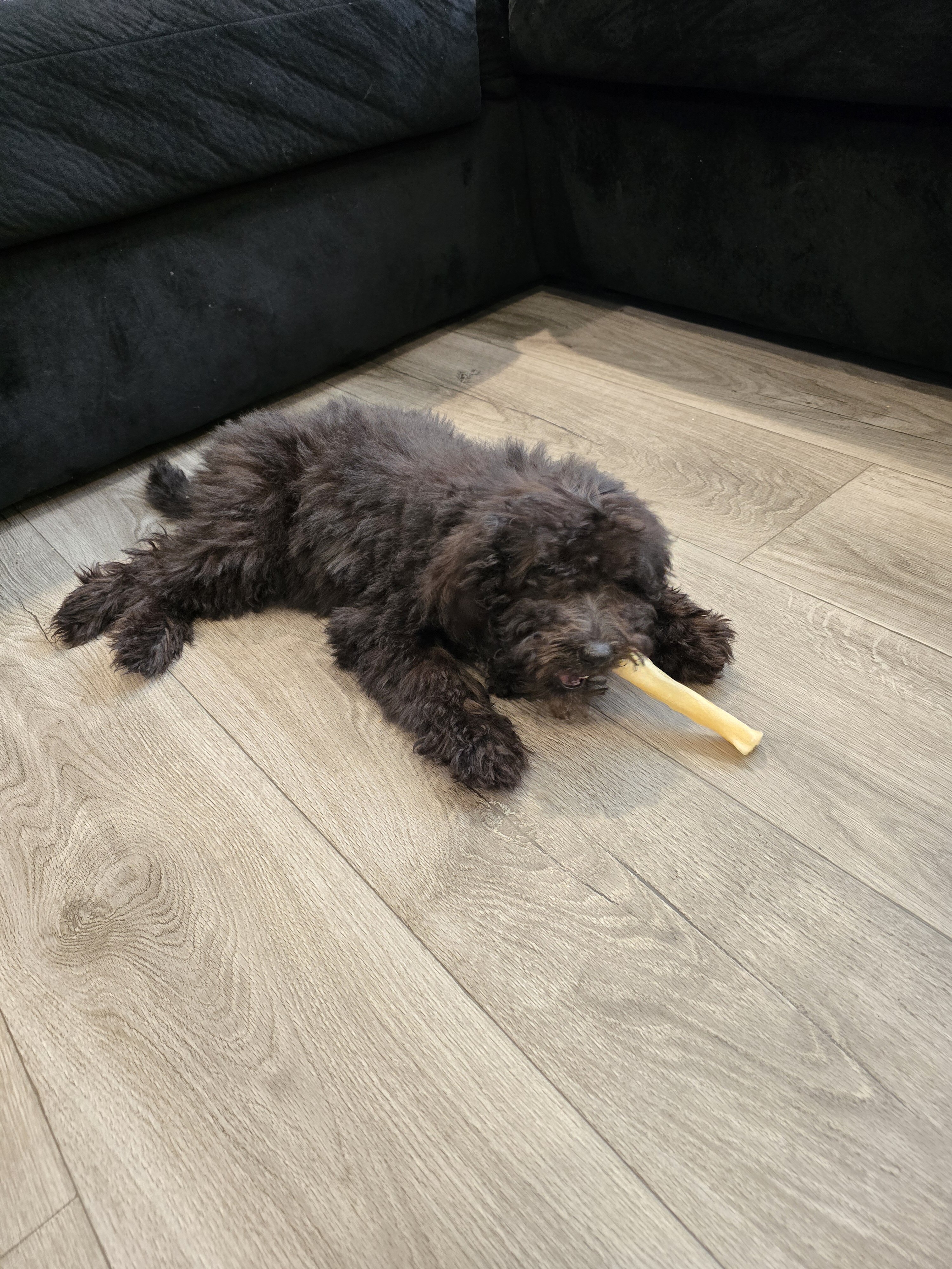 F1b black goldendoodle image 1