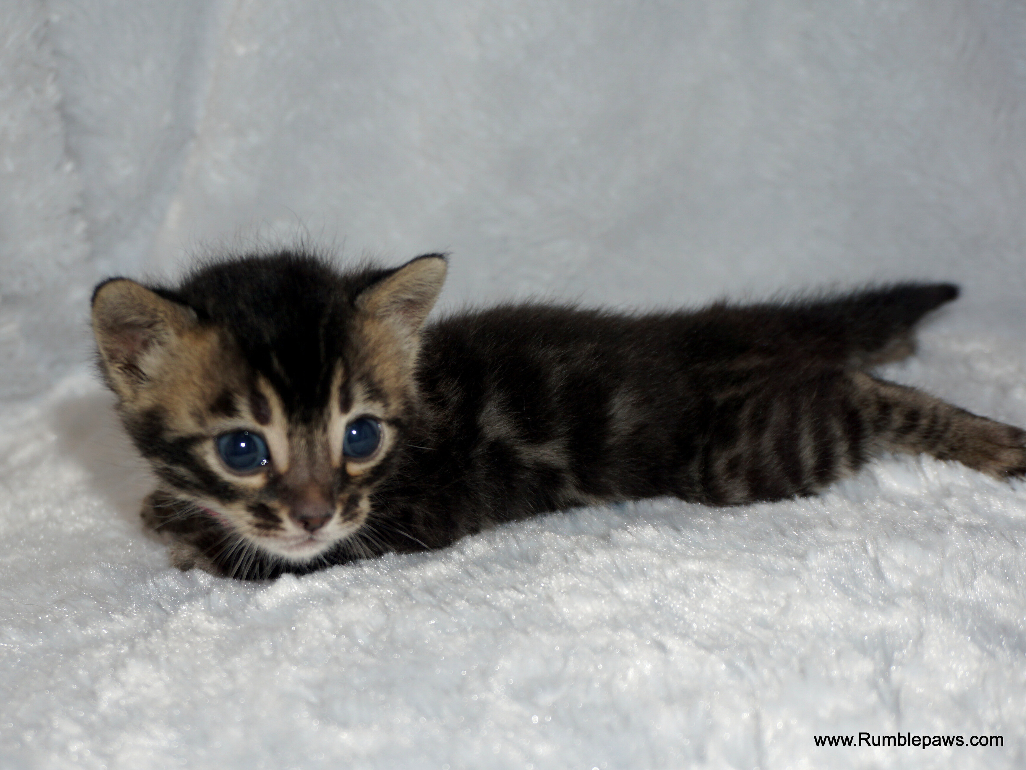 Bengal kitten Charcoal female image 3