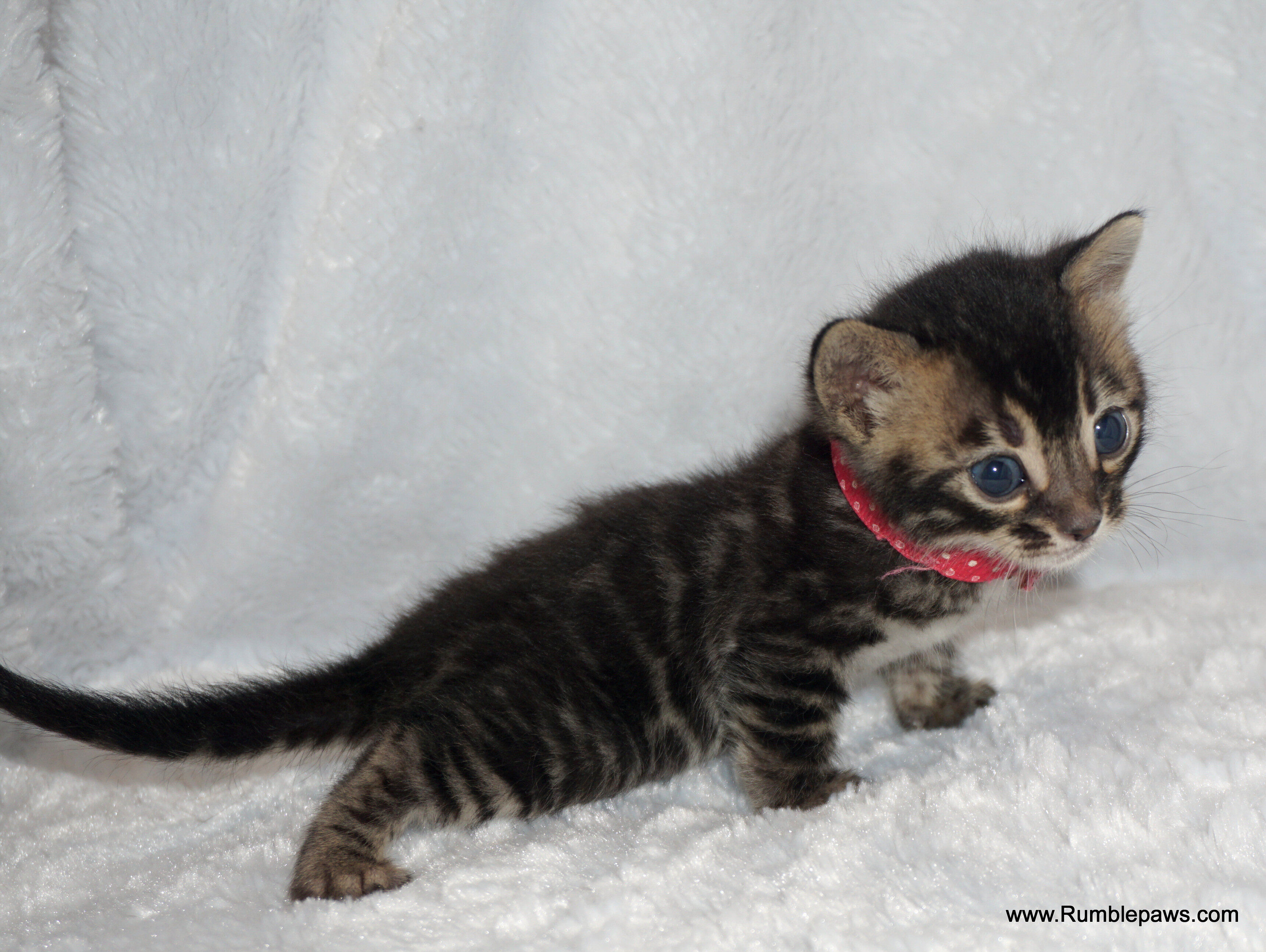 Bengal kitten Charcoal female image 6