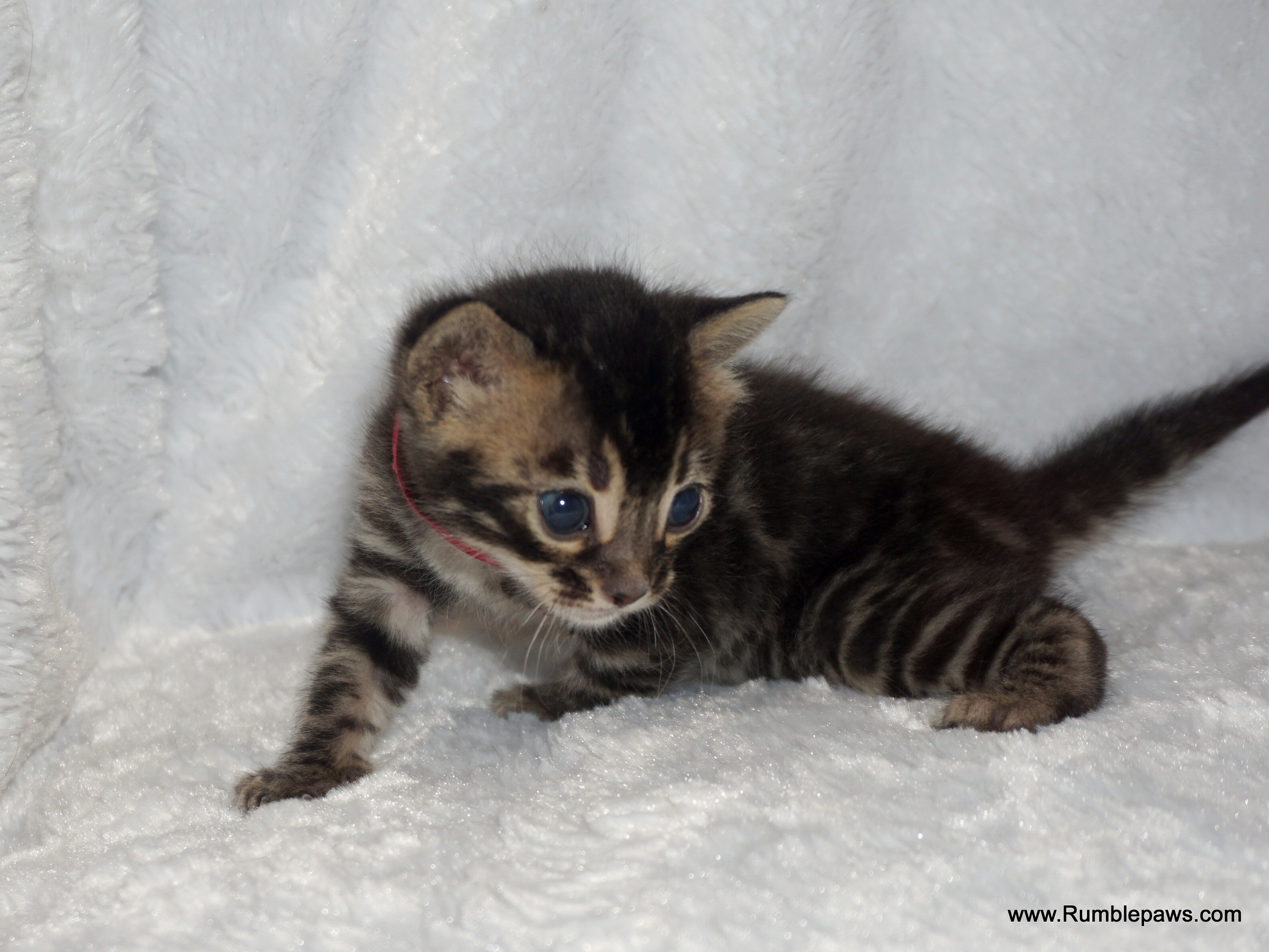Bengal kitten Charcoal female image 5