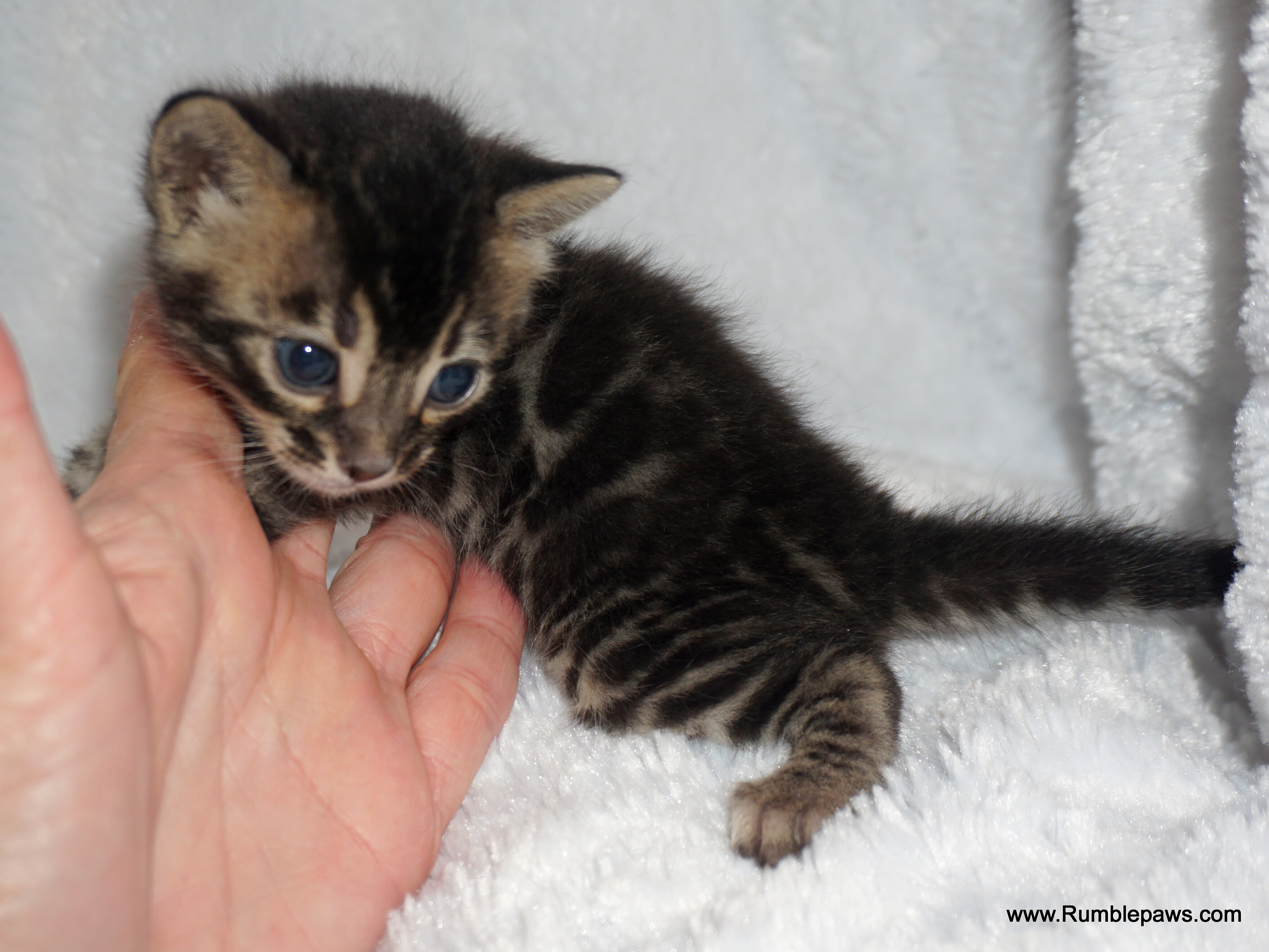 Bengal kitten Charcoal female image 1
