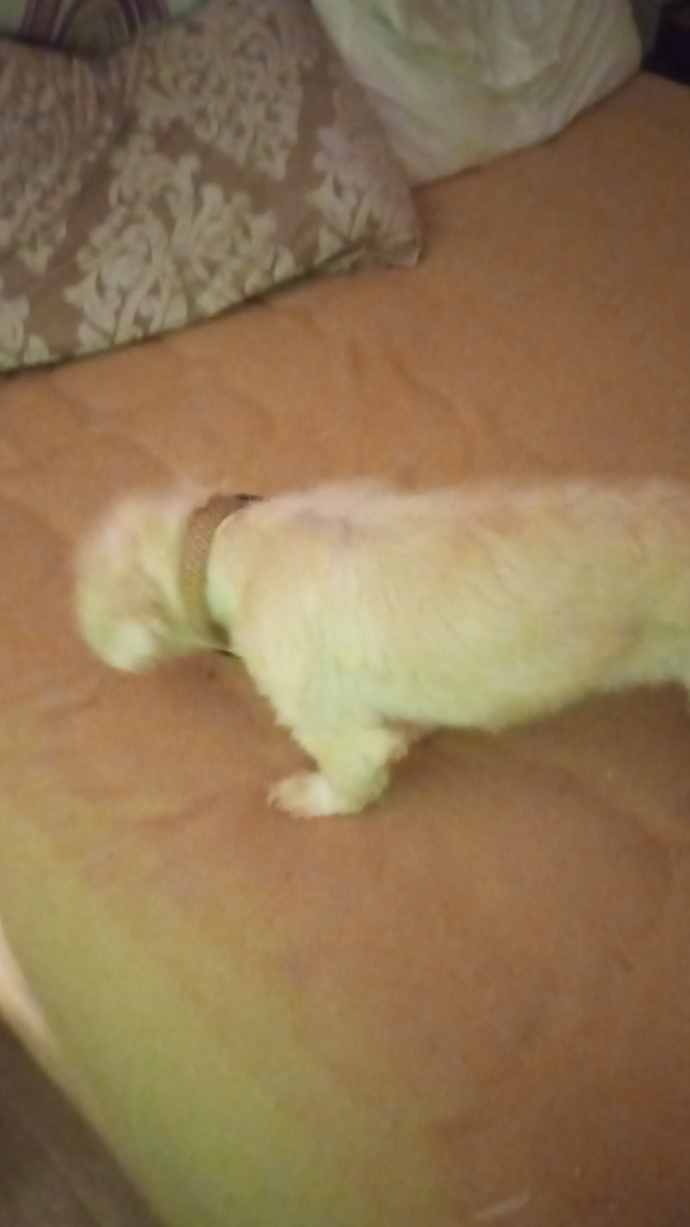 Shit tzu image 2
