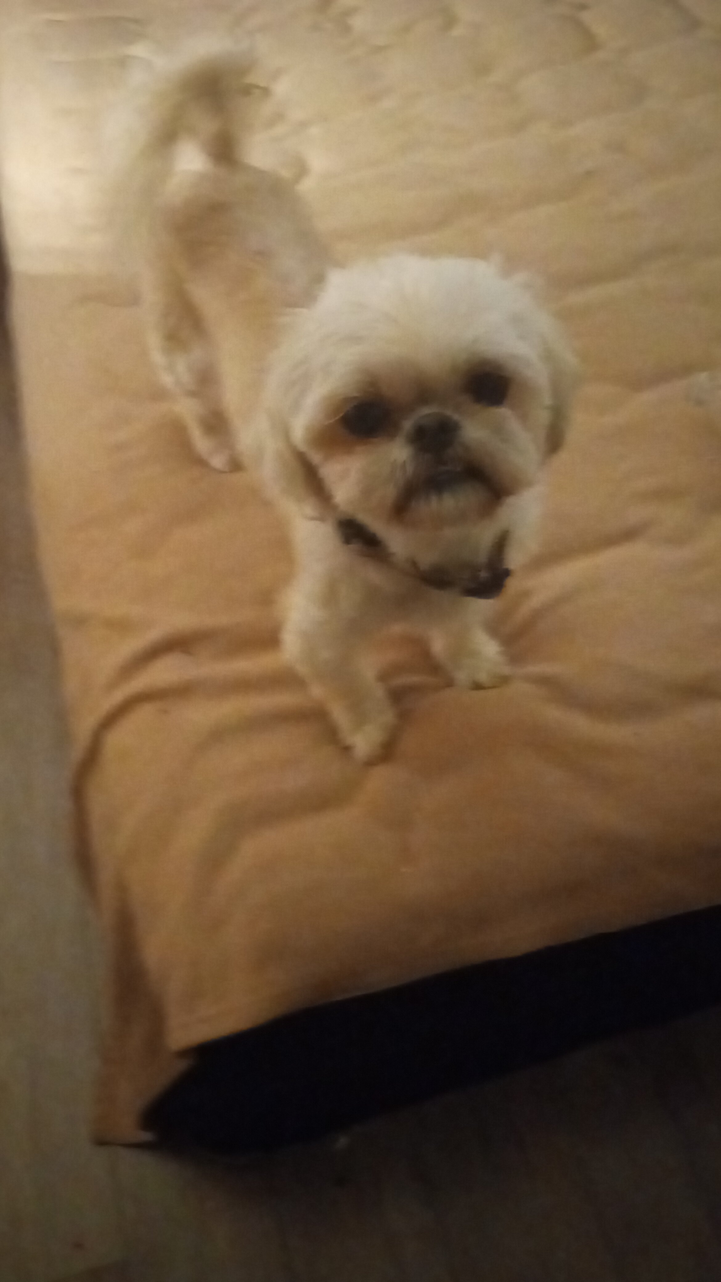 Shit tzu image 1