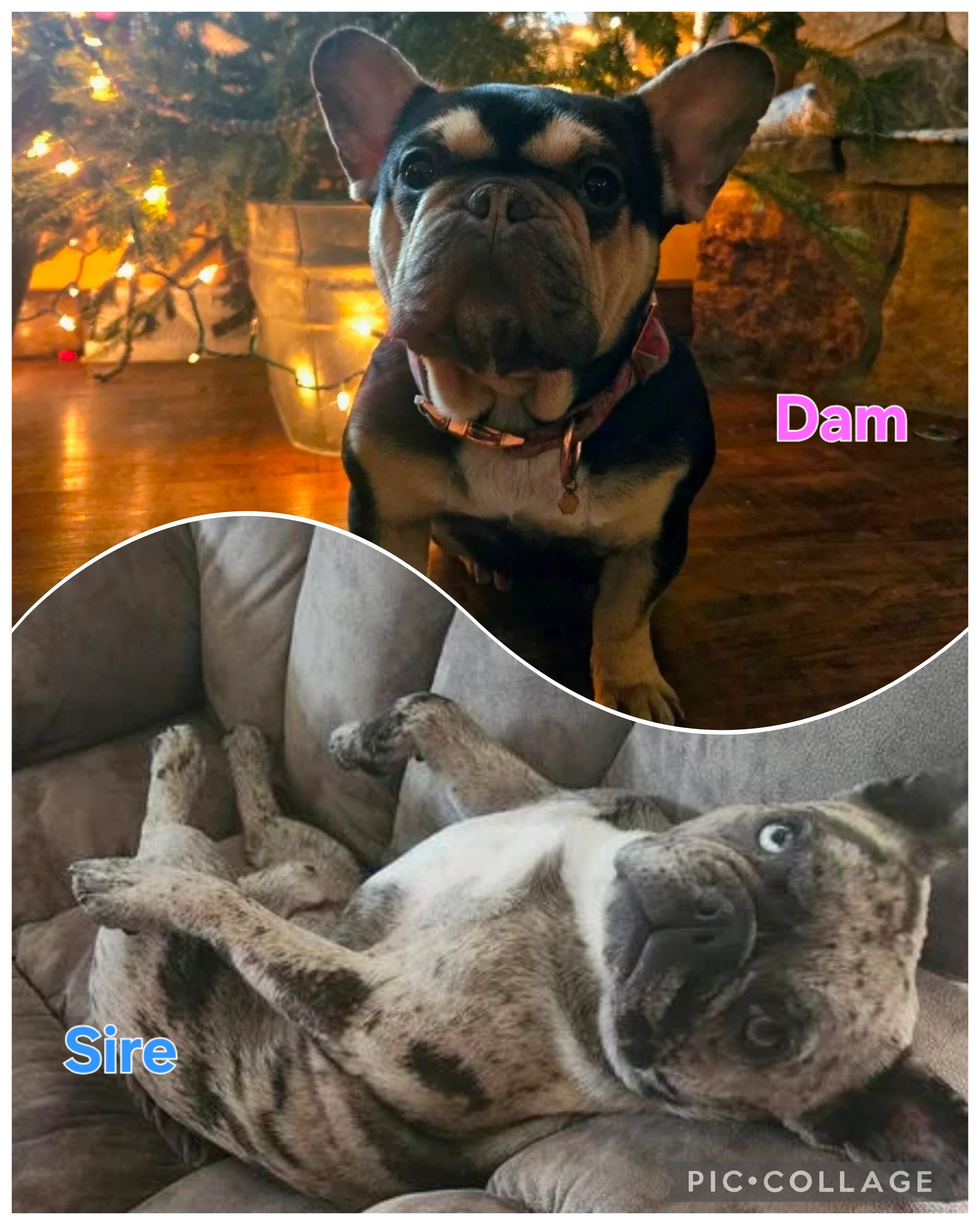AKC Female French Bulldog Puppies! $1500 image 3