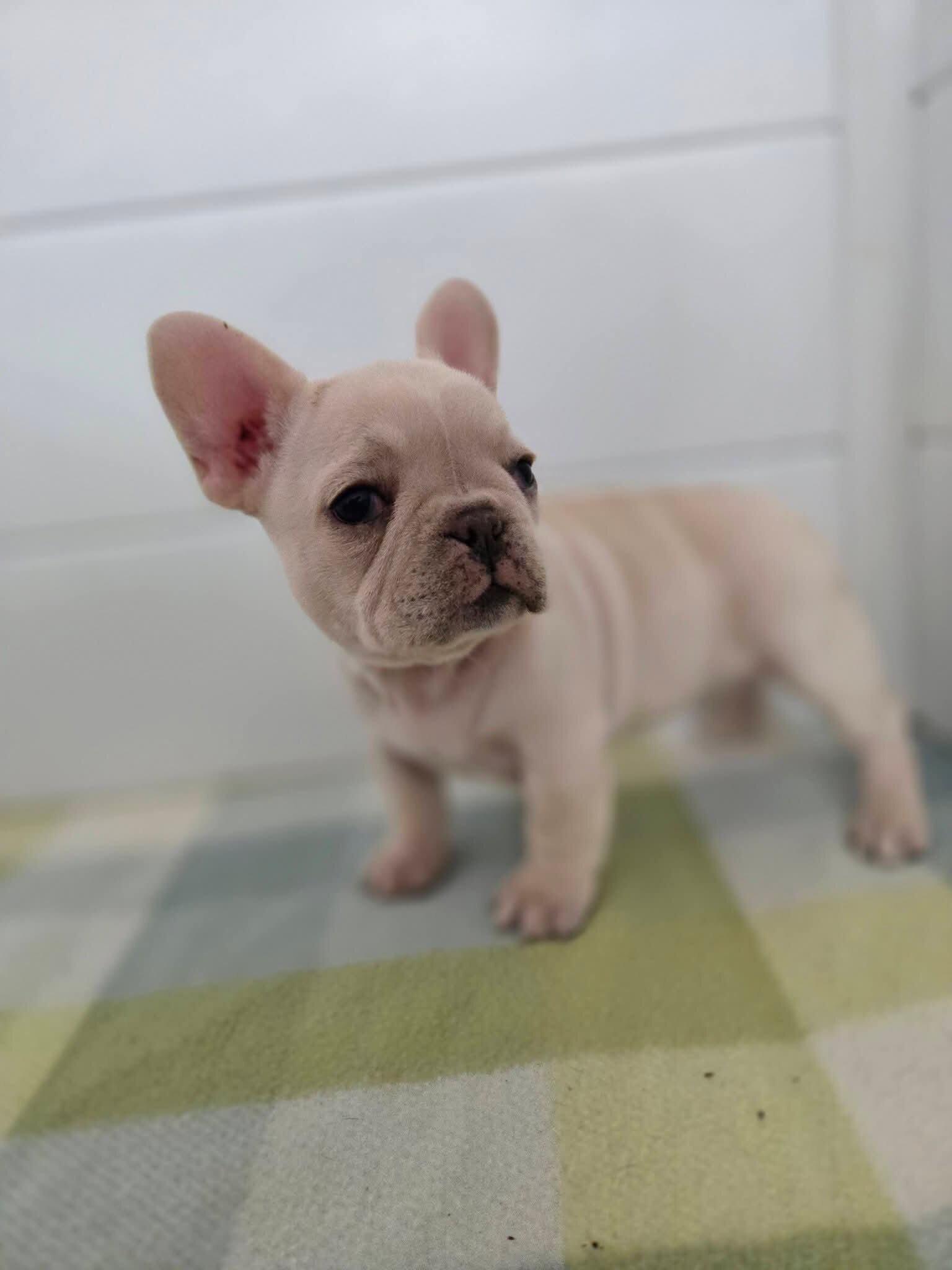 AKC Female French Bulldog Puppies! $1500 image 1