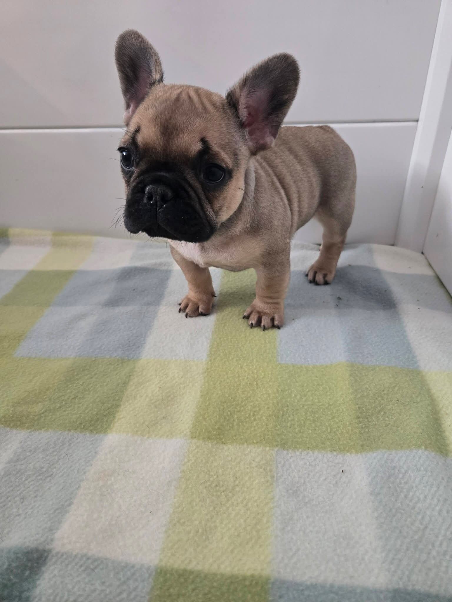 AKC Female French Bulldog Puppies! $1500 image 2