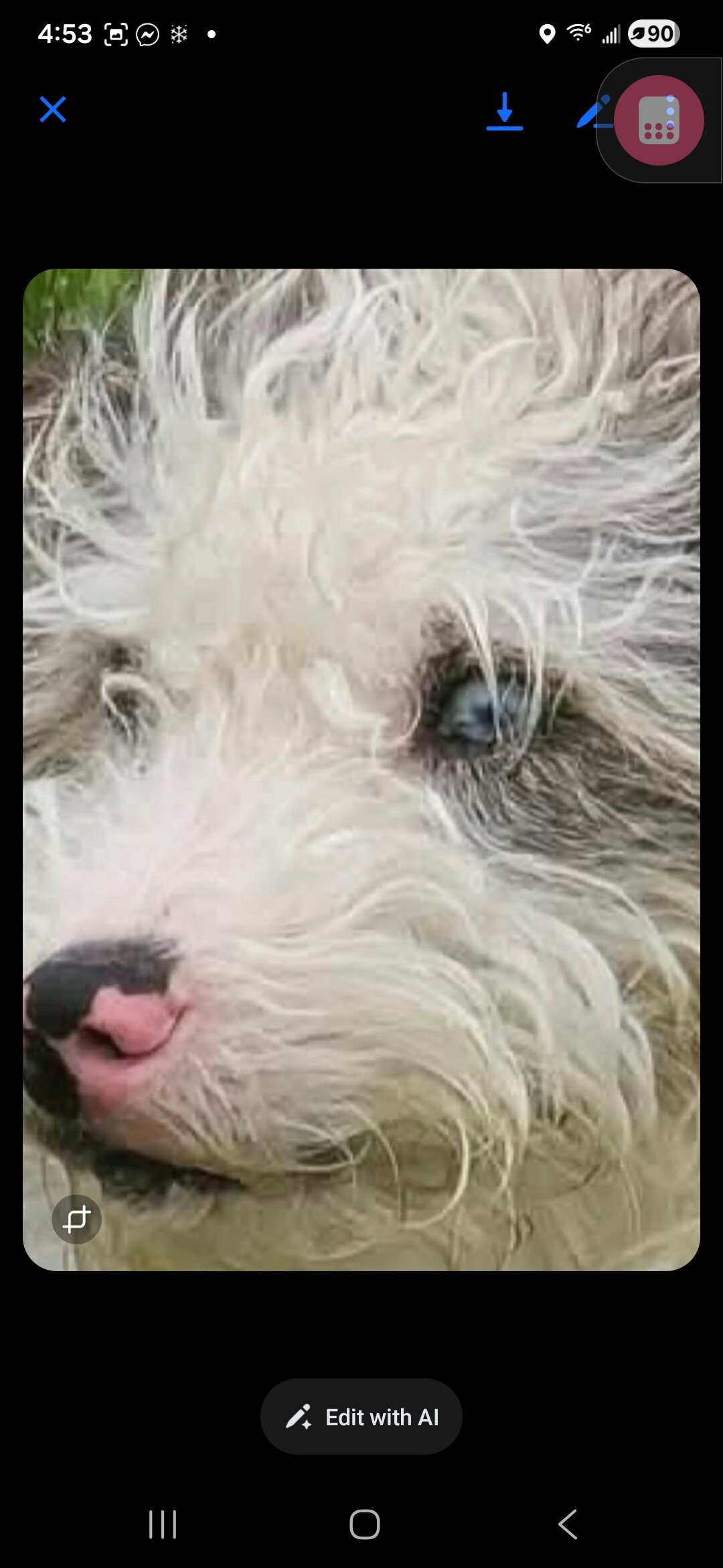 Mini doodle image 5