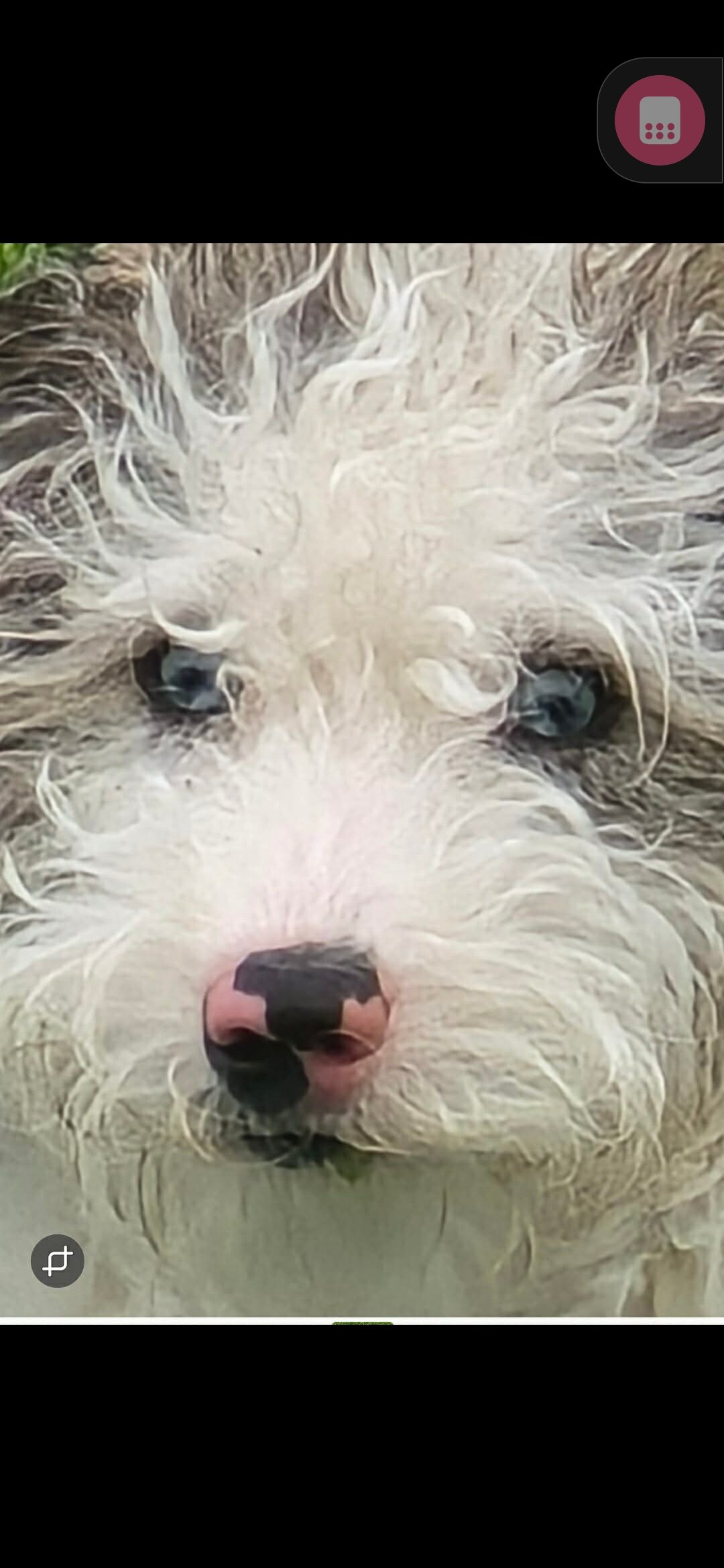 Mini doodle image 1