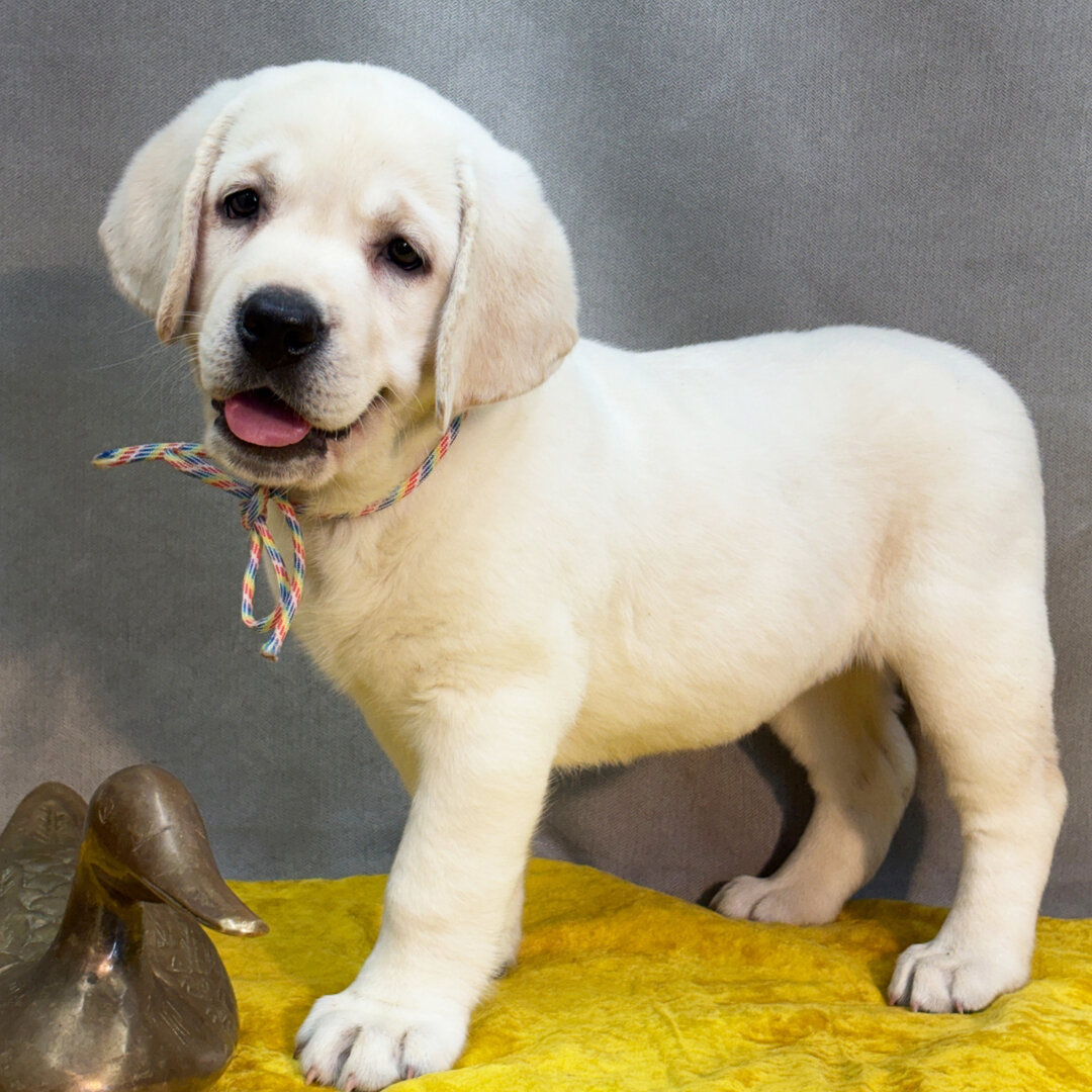 Labrador Retriever Female • 9 weeks old • Re image 2