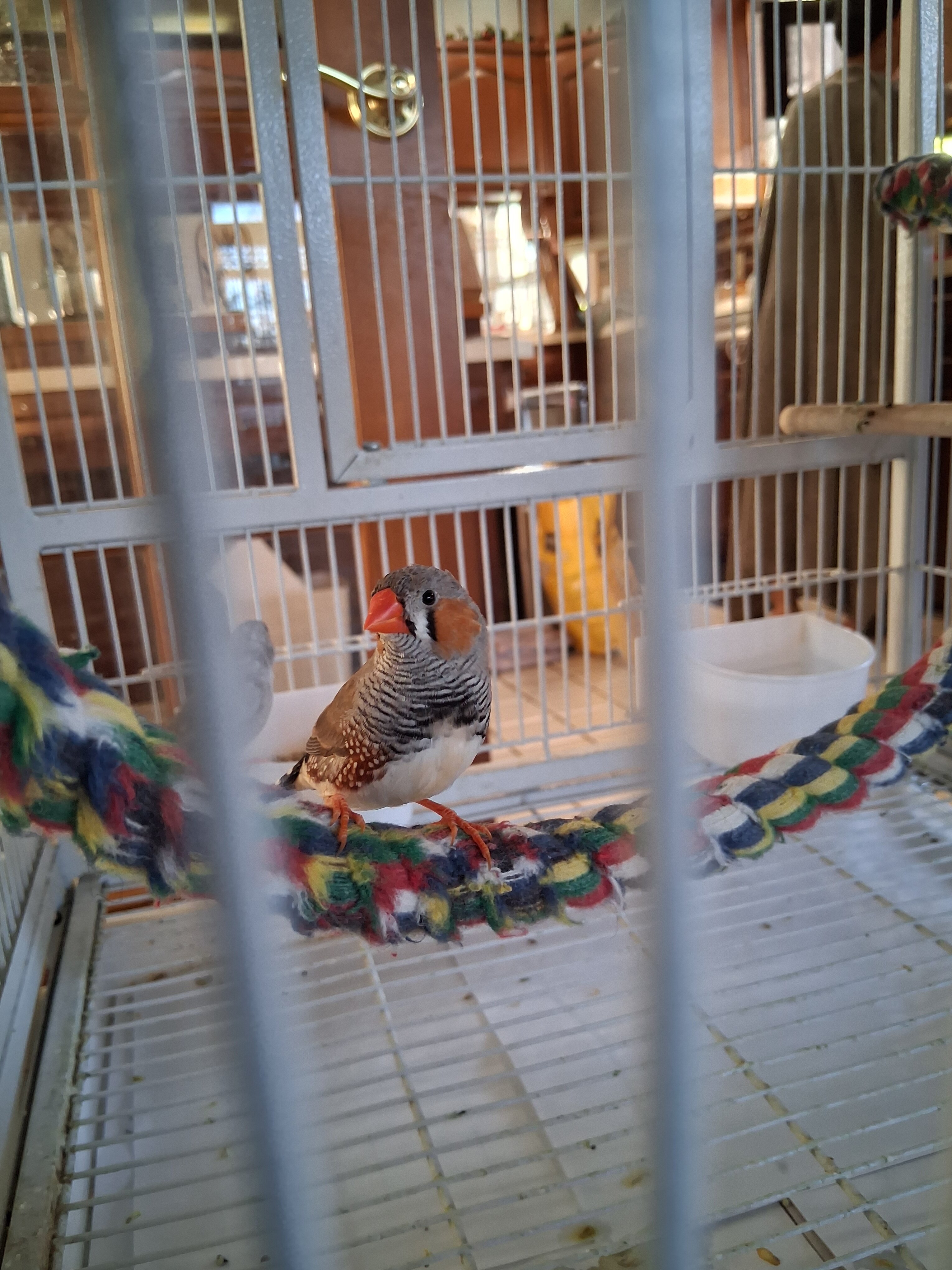 Zebra finches image 1