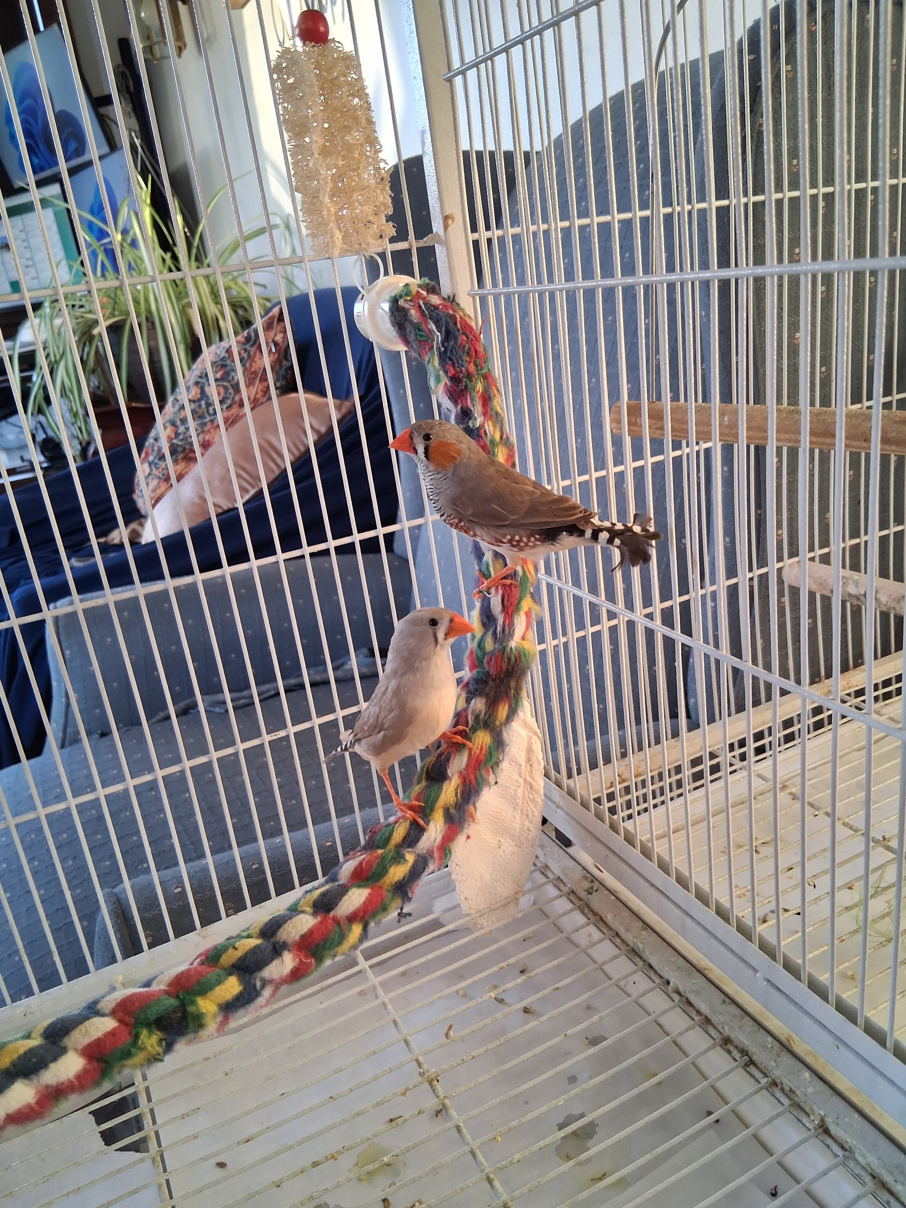 Zebra finches image 2