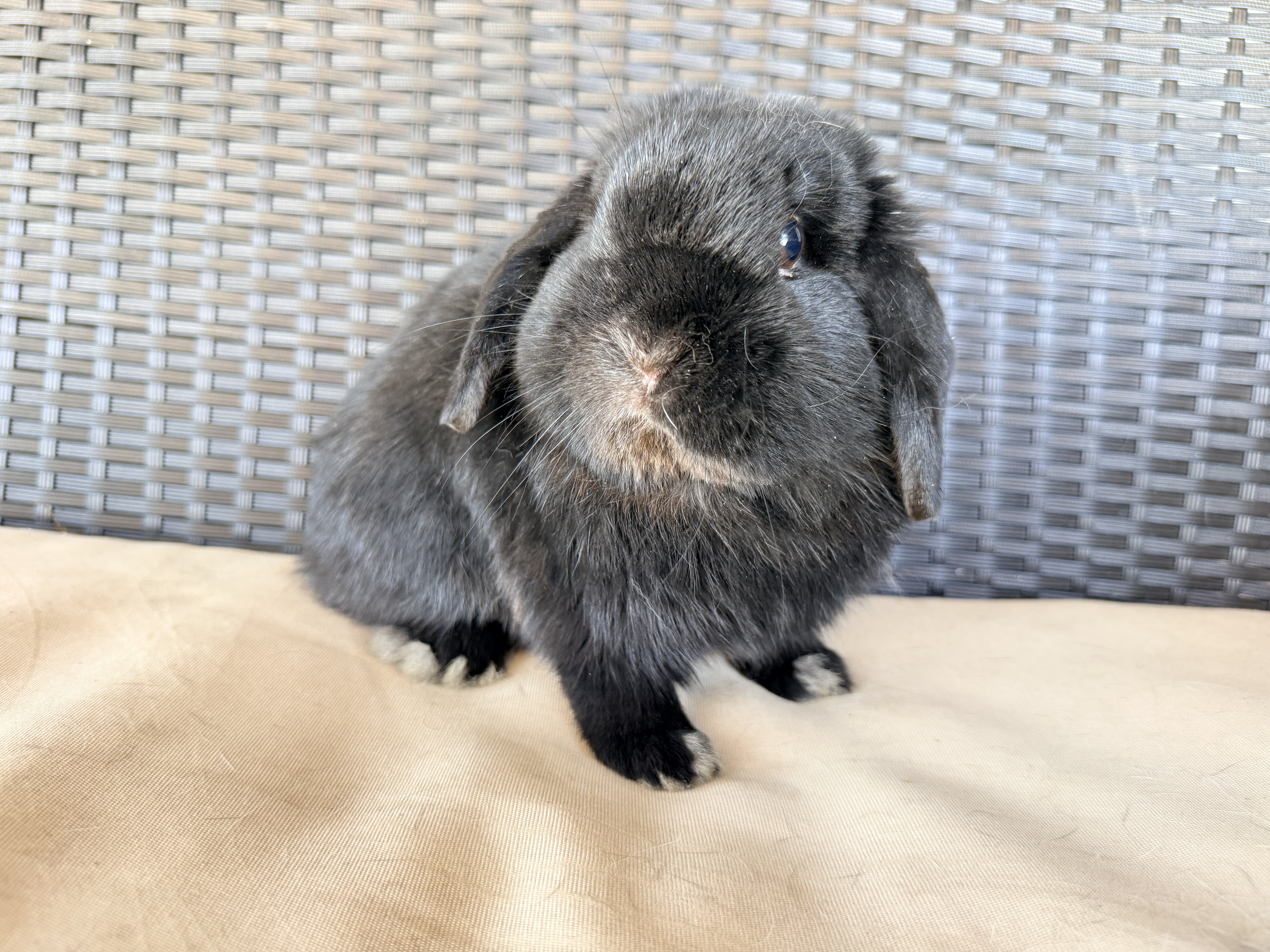 Holland Lop Bunnies image 2