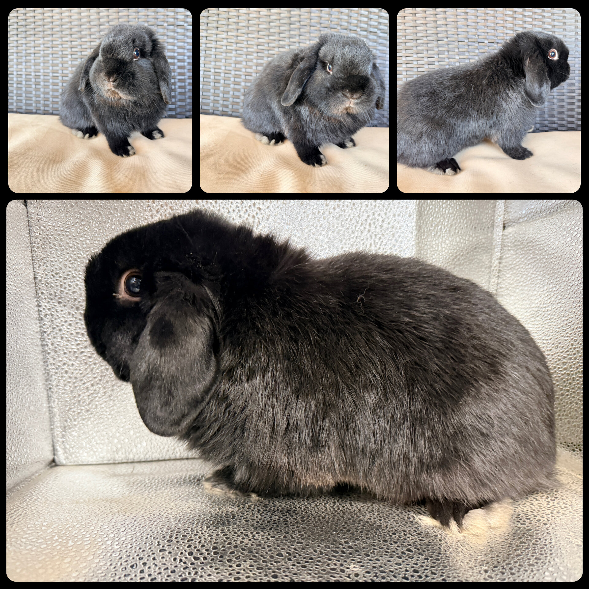Holland Lop Bunnies image 6