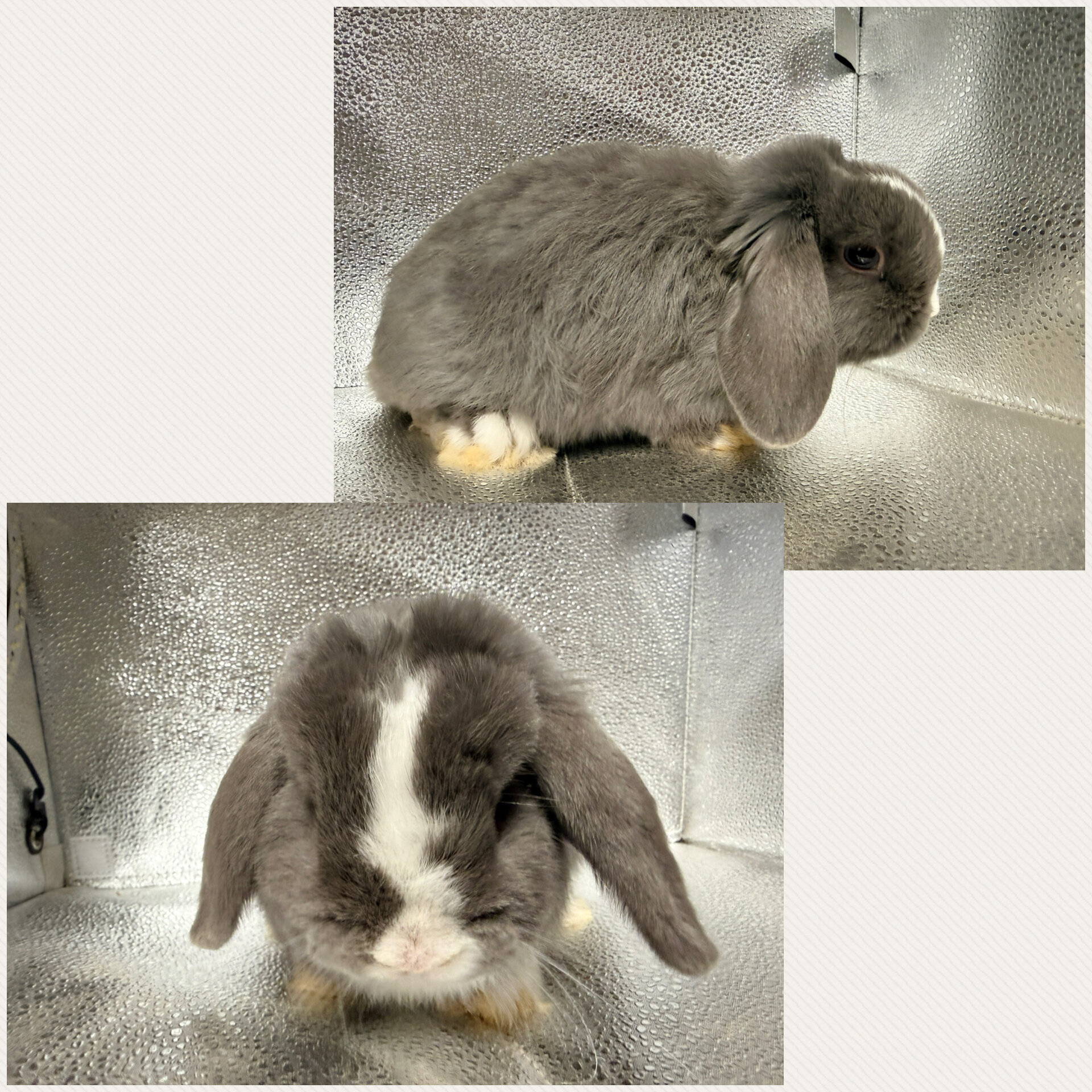 Holland Lop Bunnies image 3