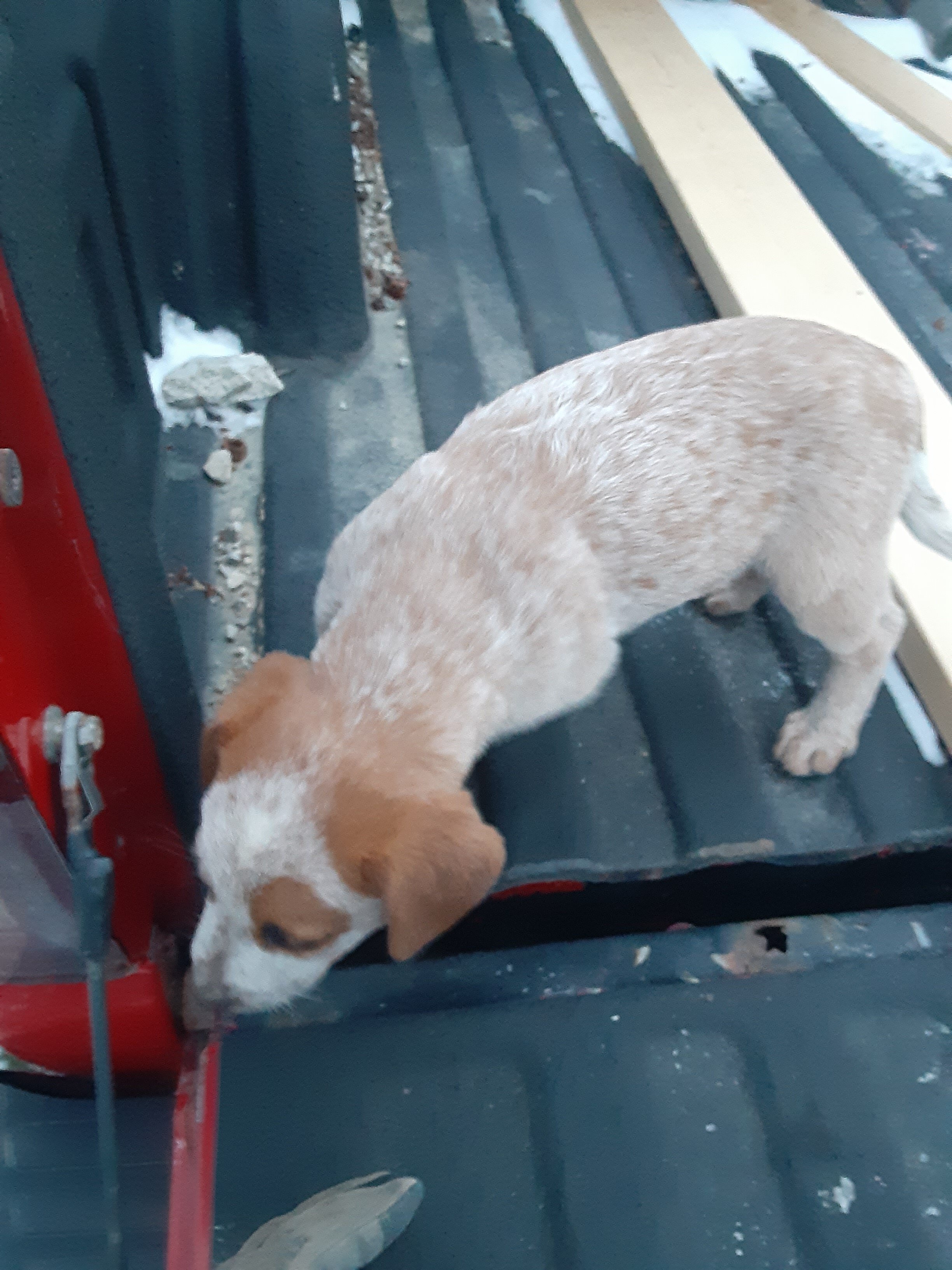 Red Heeler/Australian Cattle Dog Pups image 1