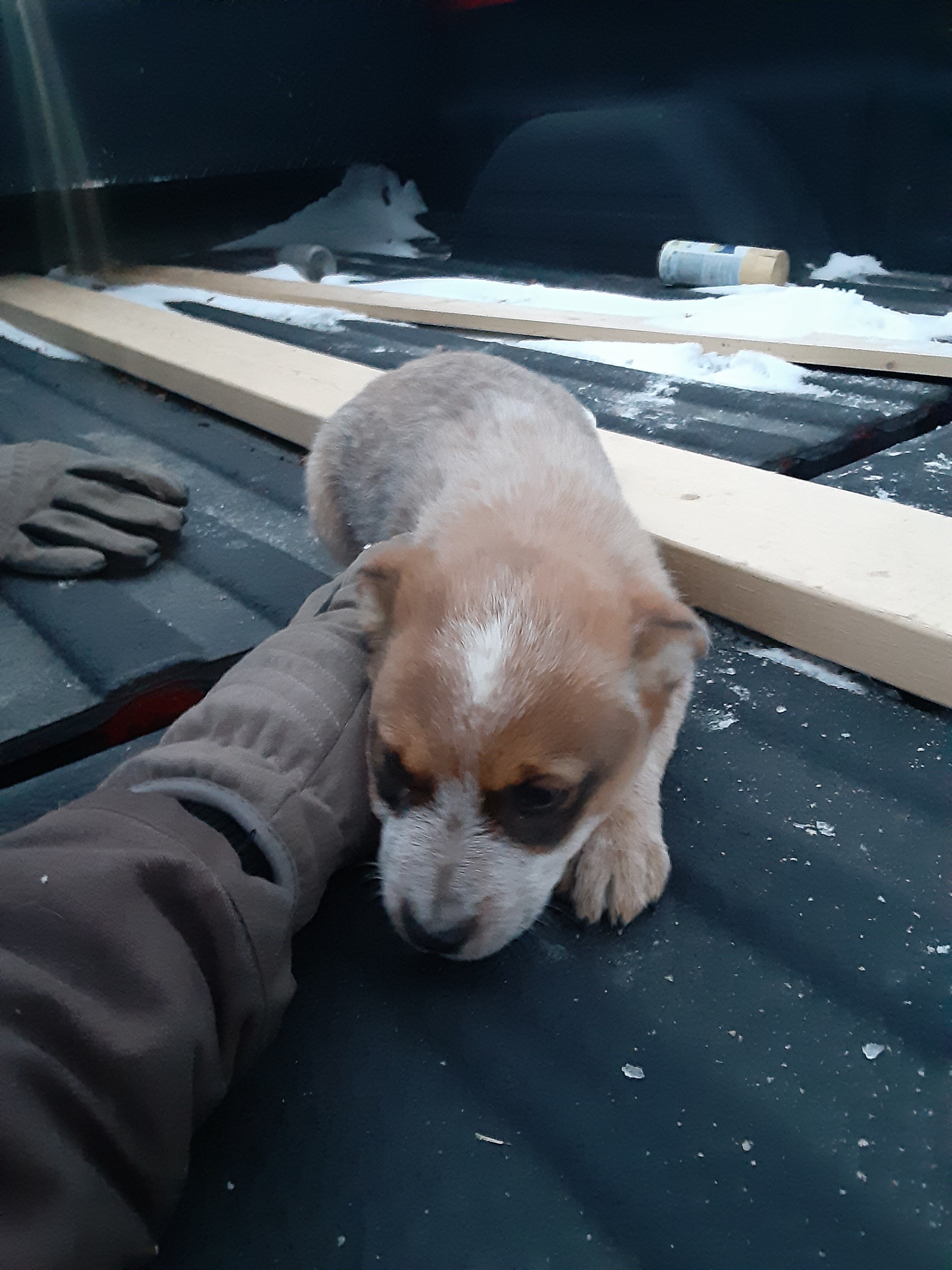 Red Heeler/Australian Cattle Dog Pups image 2