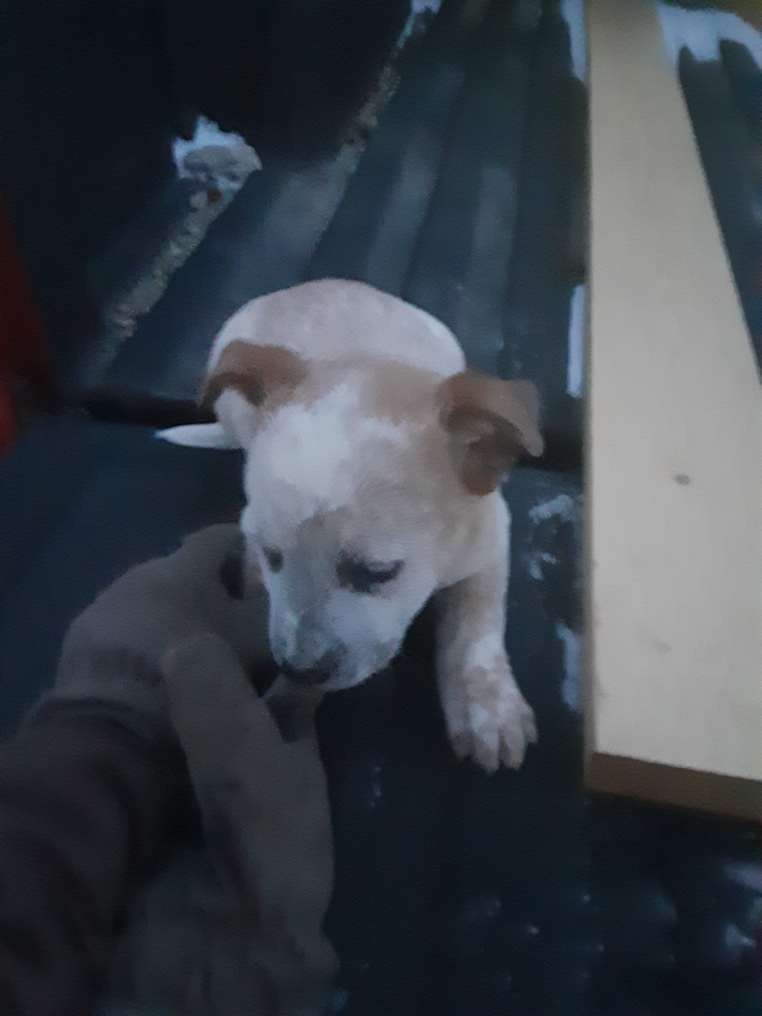 Red Heeler/Australian Cattle Dog Pups image 3