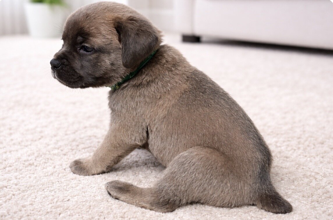 Cane Corso Pups image 2