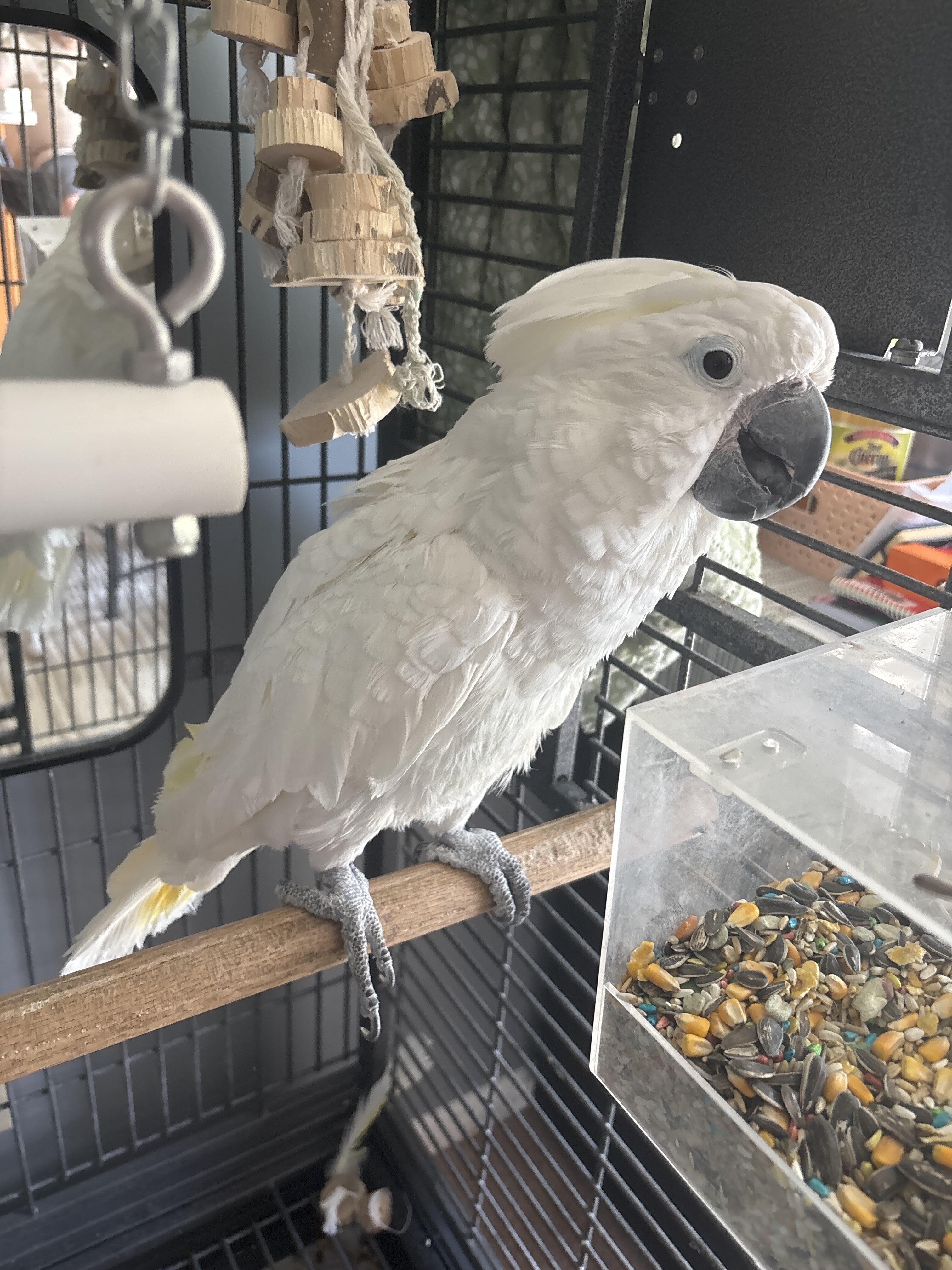 Cockatoo image 1