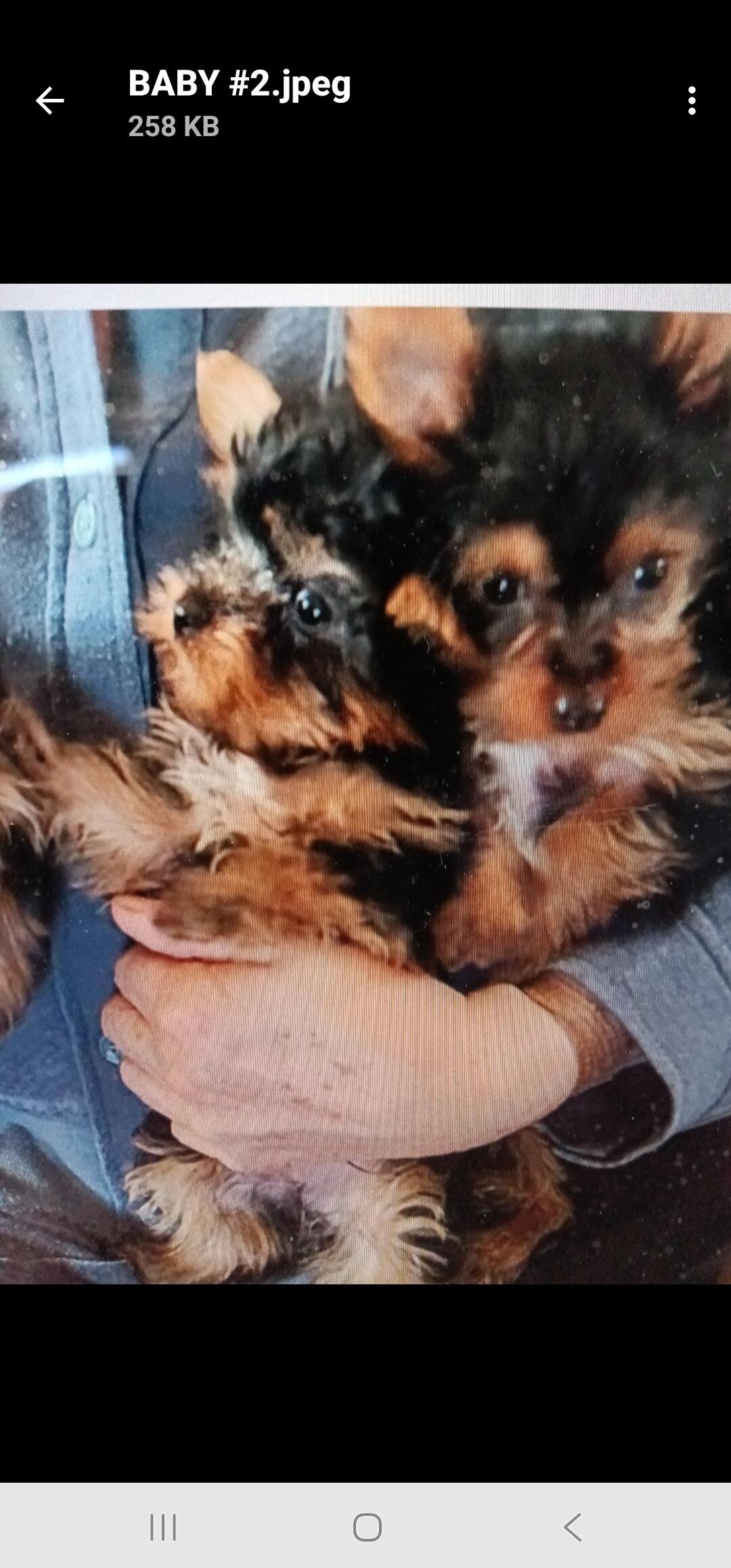 YORKIE MALES & FEMALE PUPPIES image 4