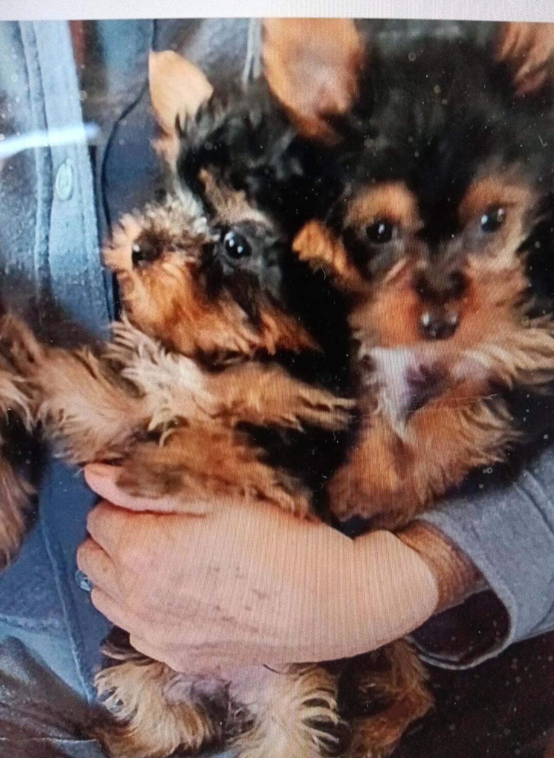 YORKIE MALES & FEMALE PUPPIES image 1