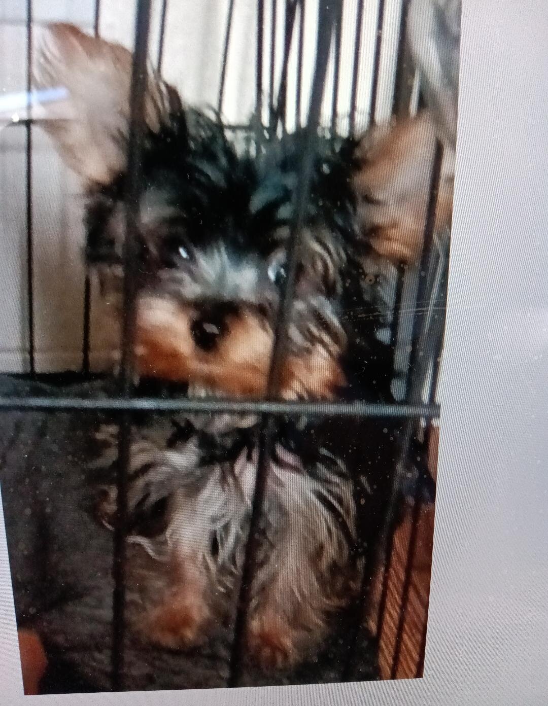 YORKIE MALES & FEMALE PUPPIES image 3