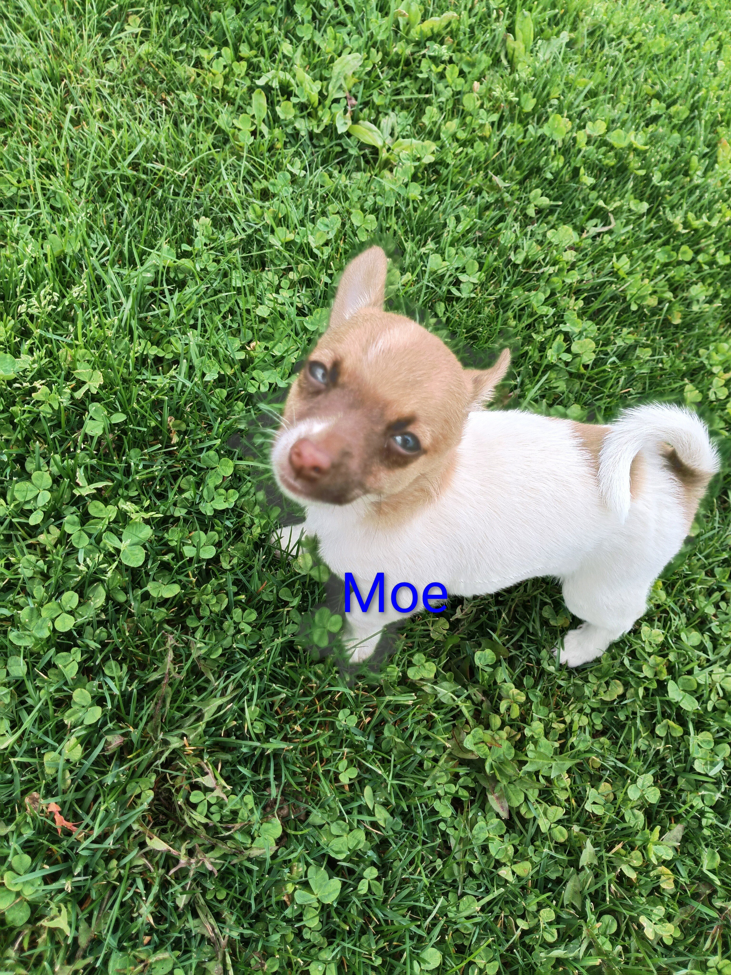 Chihuahua image 1