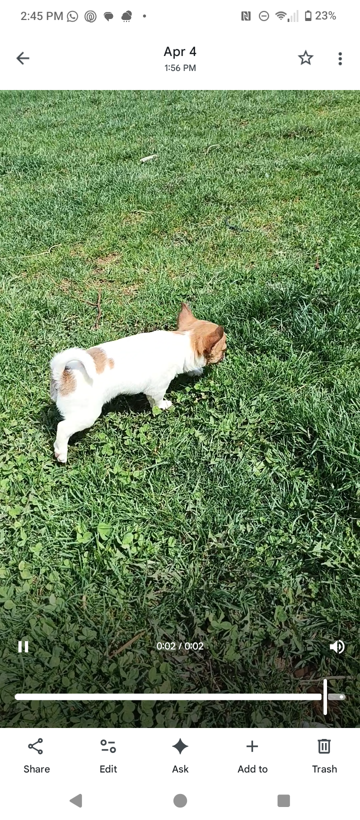Chihuahua image 3