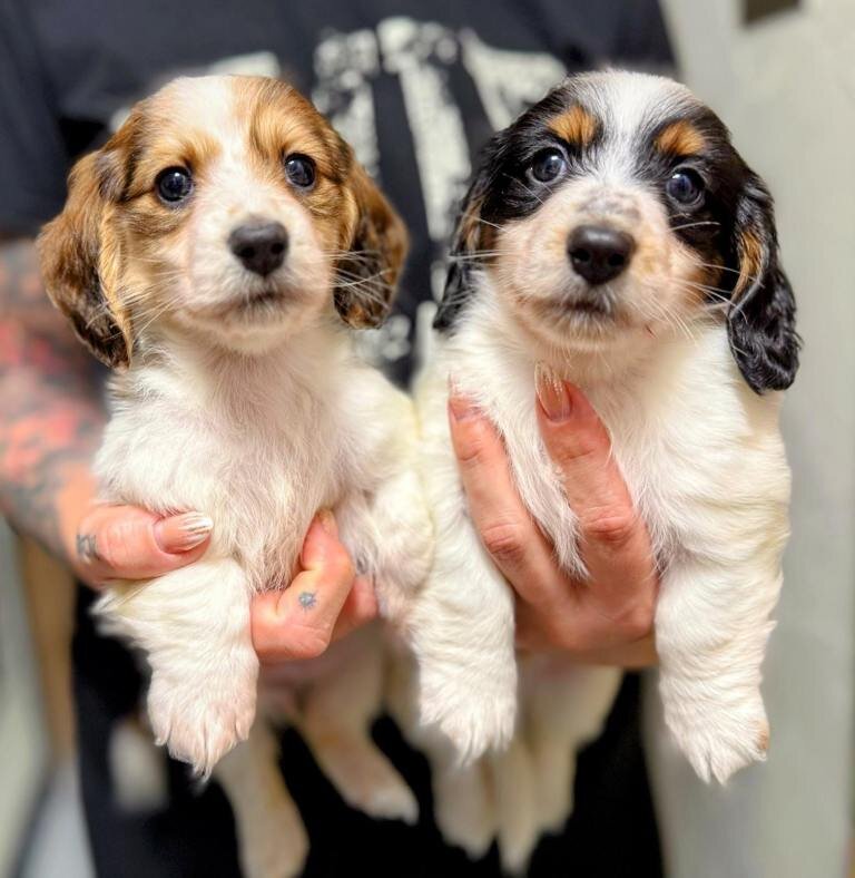 Beautiful piebald long-haired Miniature Dachshund image 1