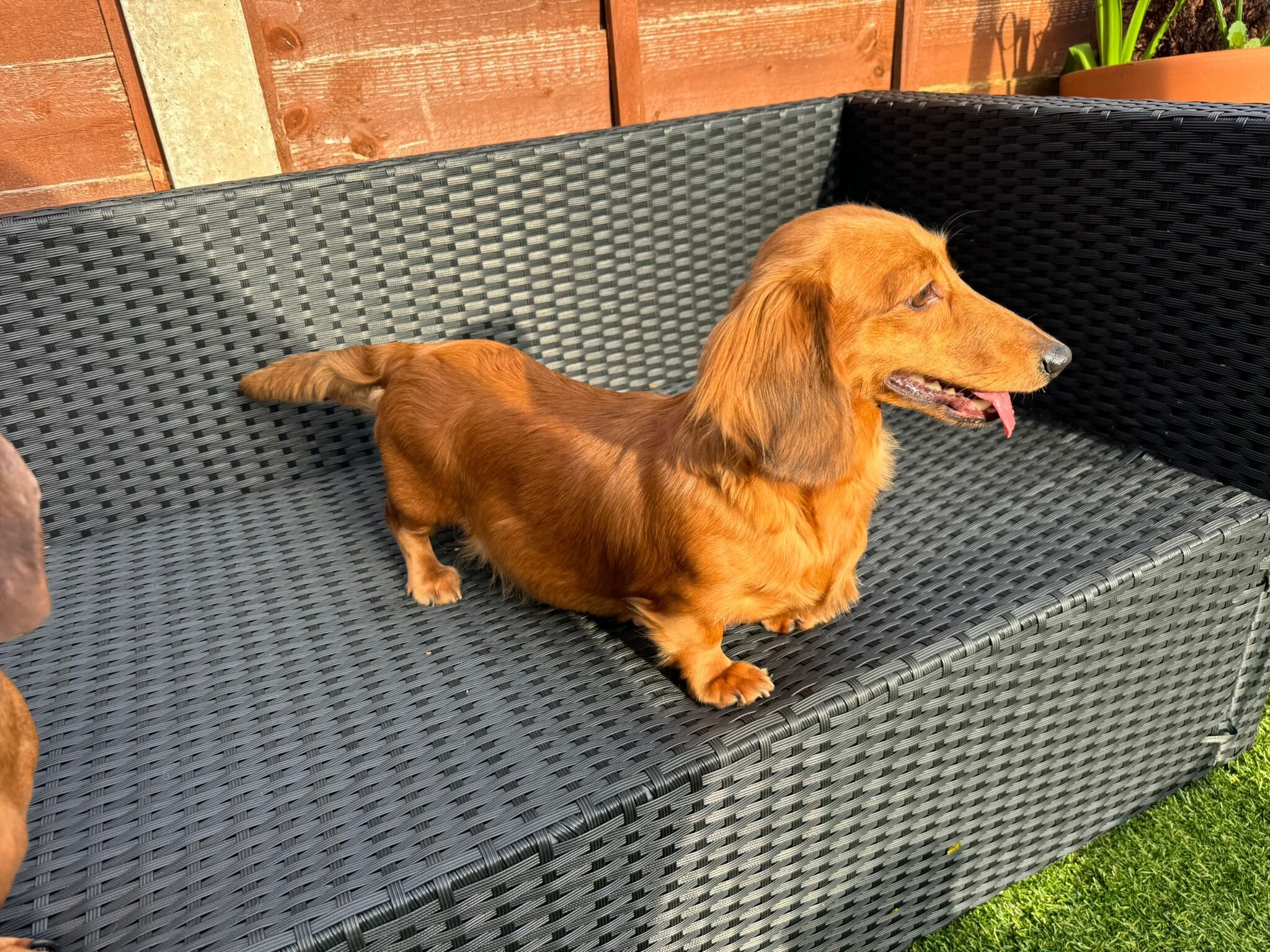 Beautiful piebald long-haired Miniature Dachshund image 6