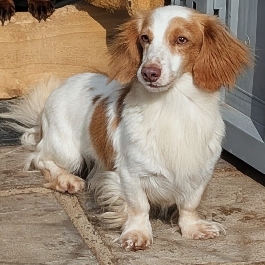Beautiful piebald long-haired Miniature Dachshund image 7
