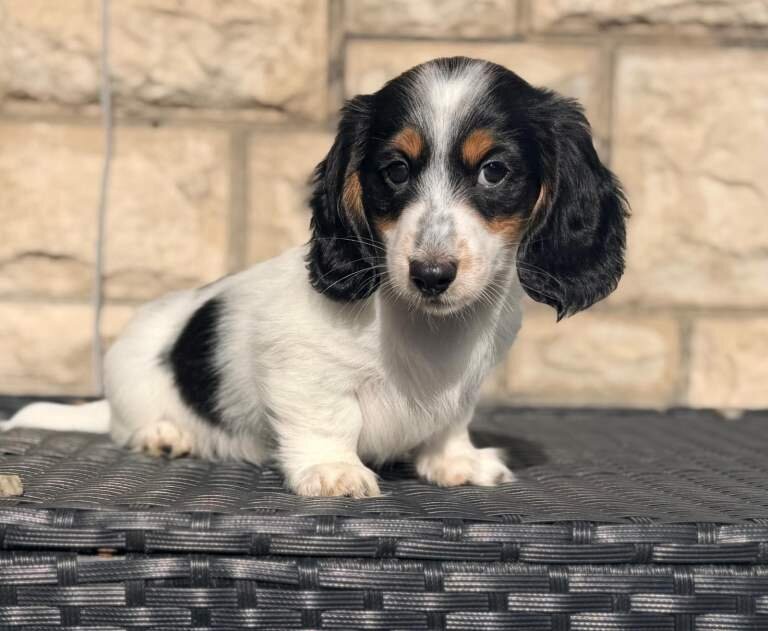 Beautiful piebald long-haired Miniature Dachshund image 9