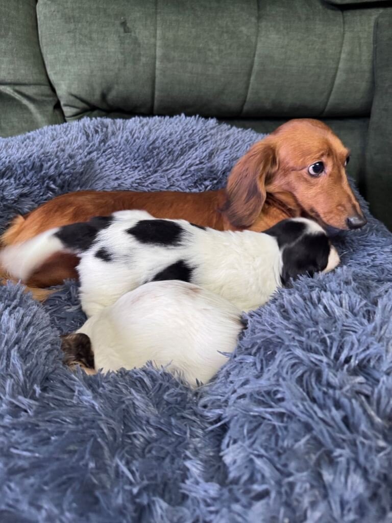 Beautiful piebald long-haired Miniature Dachshund image 2